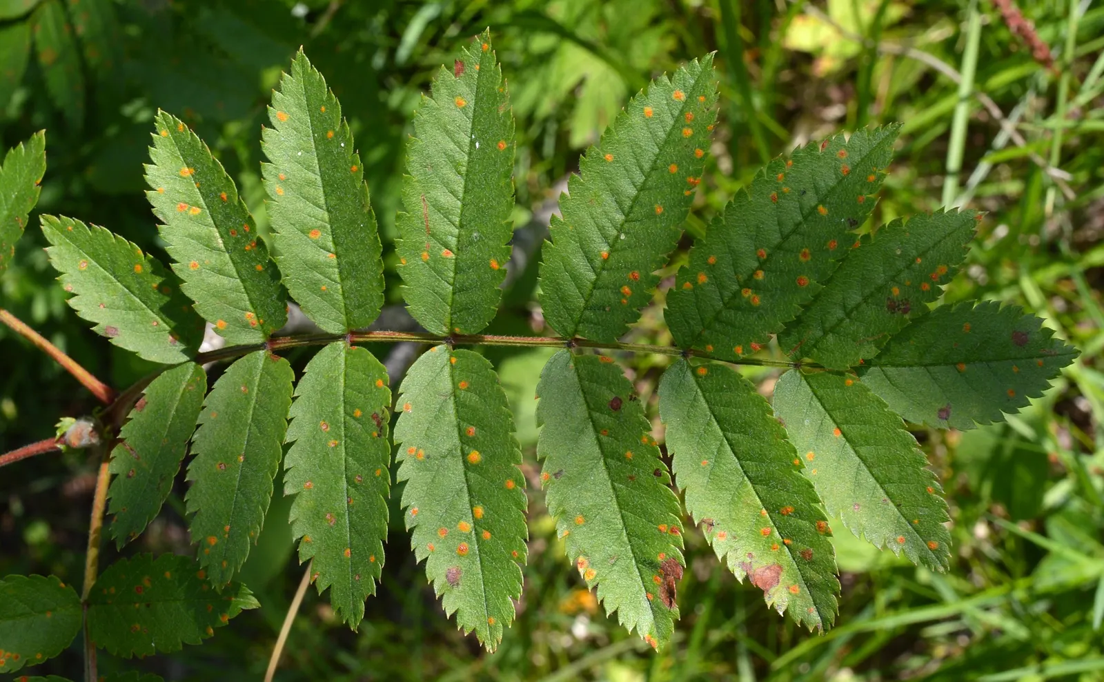 European Mountain Ash (Sorbus Aucuparia) — complementing clusters of bright orange-red berries that attract wildlife; white flowers in the garden, image 63