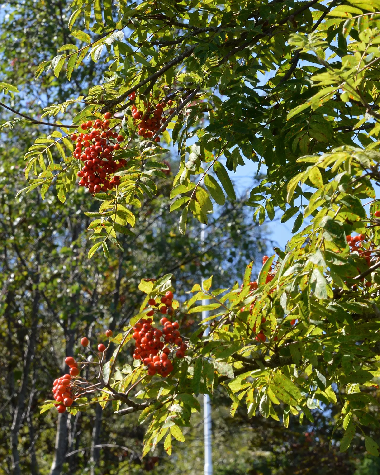 European Mountain Ash (Sorbus Aucuparia) — a trait highly coveted by designers for seasonal color; the tree produces vivid red berries in dense, image 94