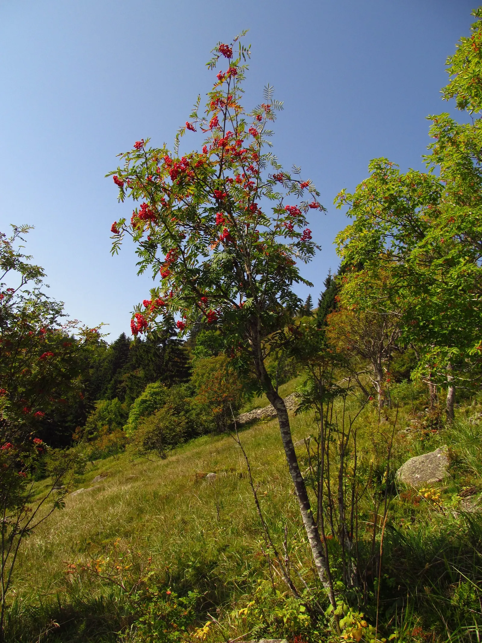 European Mountain Ash (Sorbus Aucuparia) — comprising numerous leaflets that create a fine; the foliage transforms into a spectacular display of, image 128