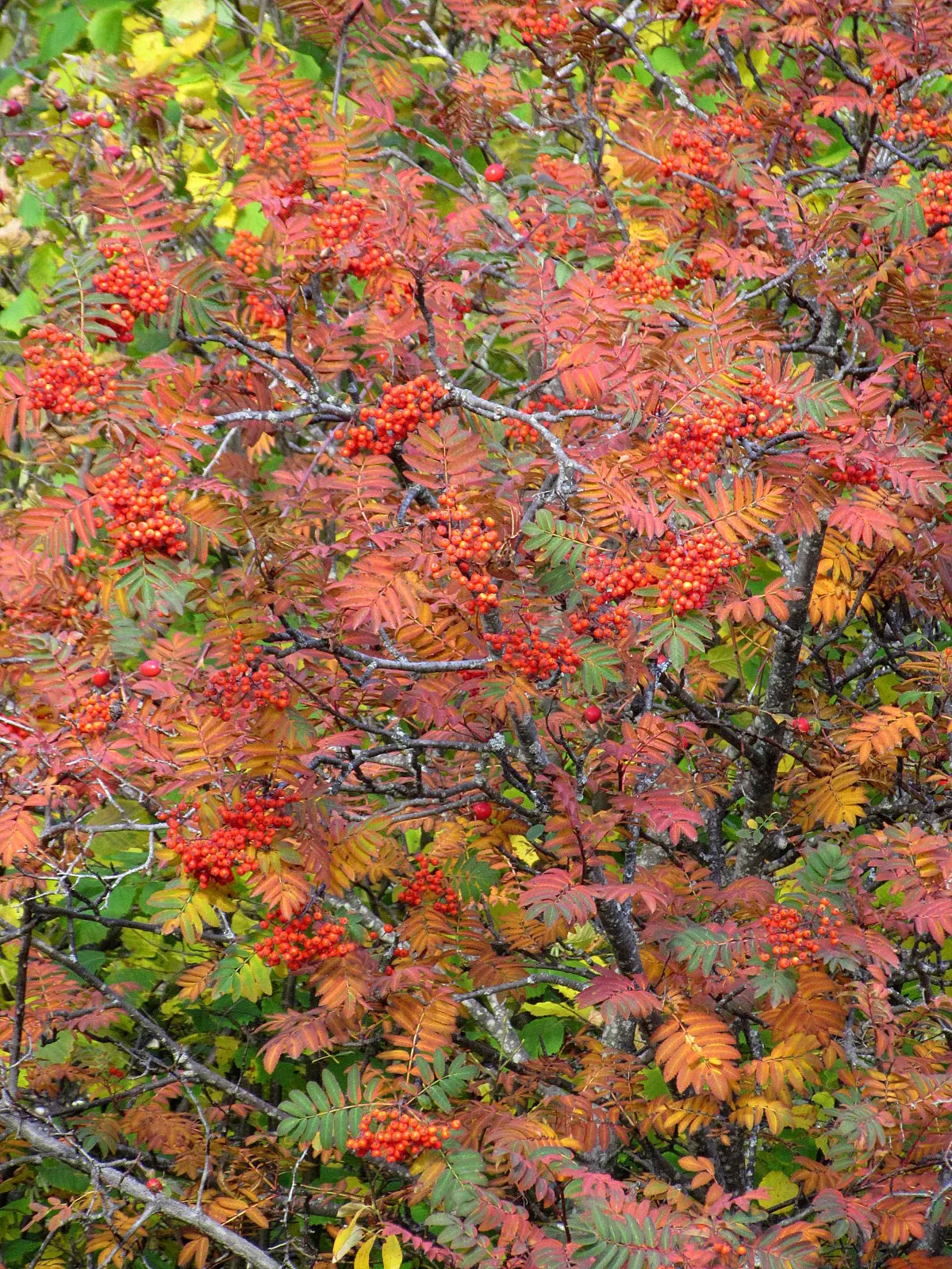 European Mountain Ash (Sorbus Aucuparia) — comprising numerous leaflets that create a fine; the foliage transforms into a spectacular display of, image 108