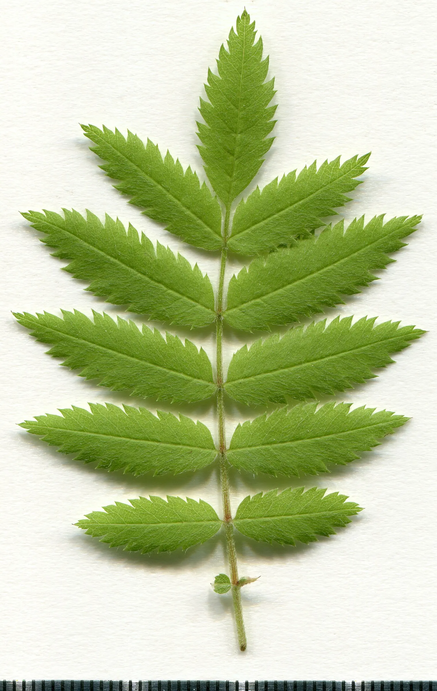 European Mountain Ash (Sorbus Aucuparia) — It tolerates a range of soil types, from acidic to neutral, and is relatively low maintenance once, image 117