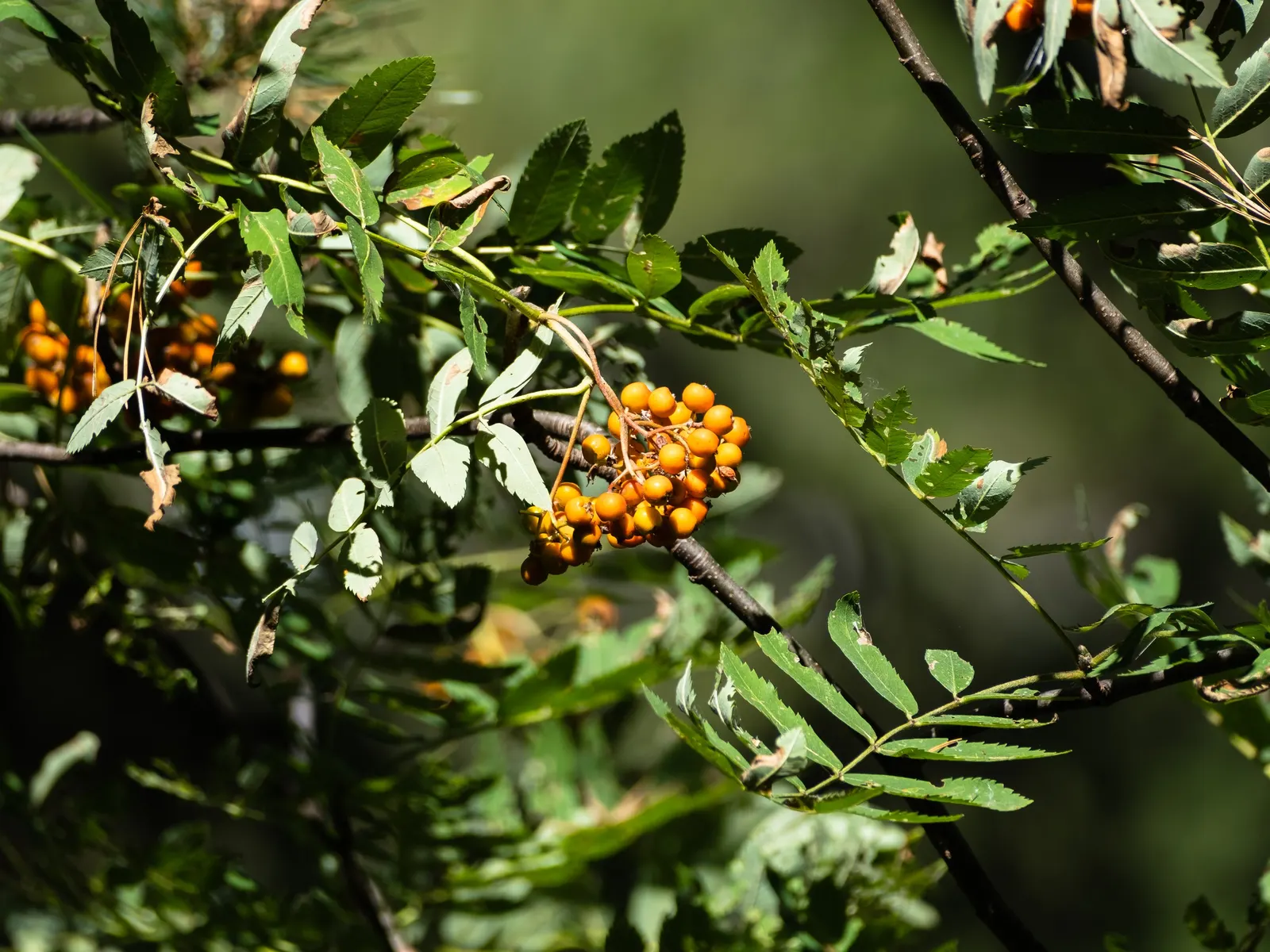 European Mountain Ash (Sorbus Aucuparia) — Its compact size and ornamental qualities make it perfect for small gardens and urban landscapes; adding to the