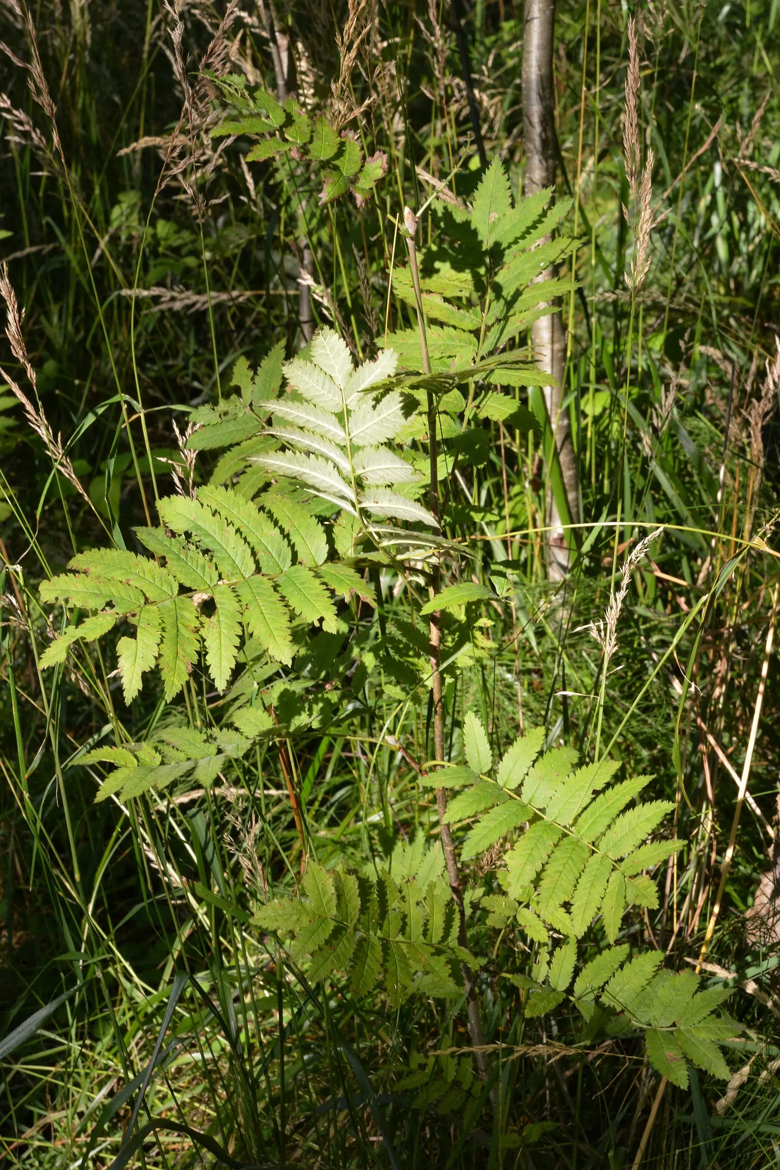 European Mountain Ash (Sorbus Aucuparia) — tree with white blooms; each approximately 6 inches across, image 79