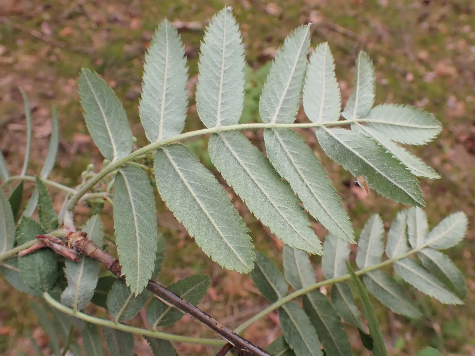 European Mountain Ash (Sorbus Aucuparia) — This deciduous tree typically matures to a height of 20 to 40 feet with a spread of 15 to 25 feet, image 47