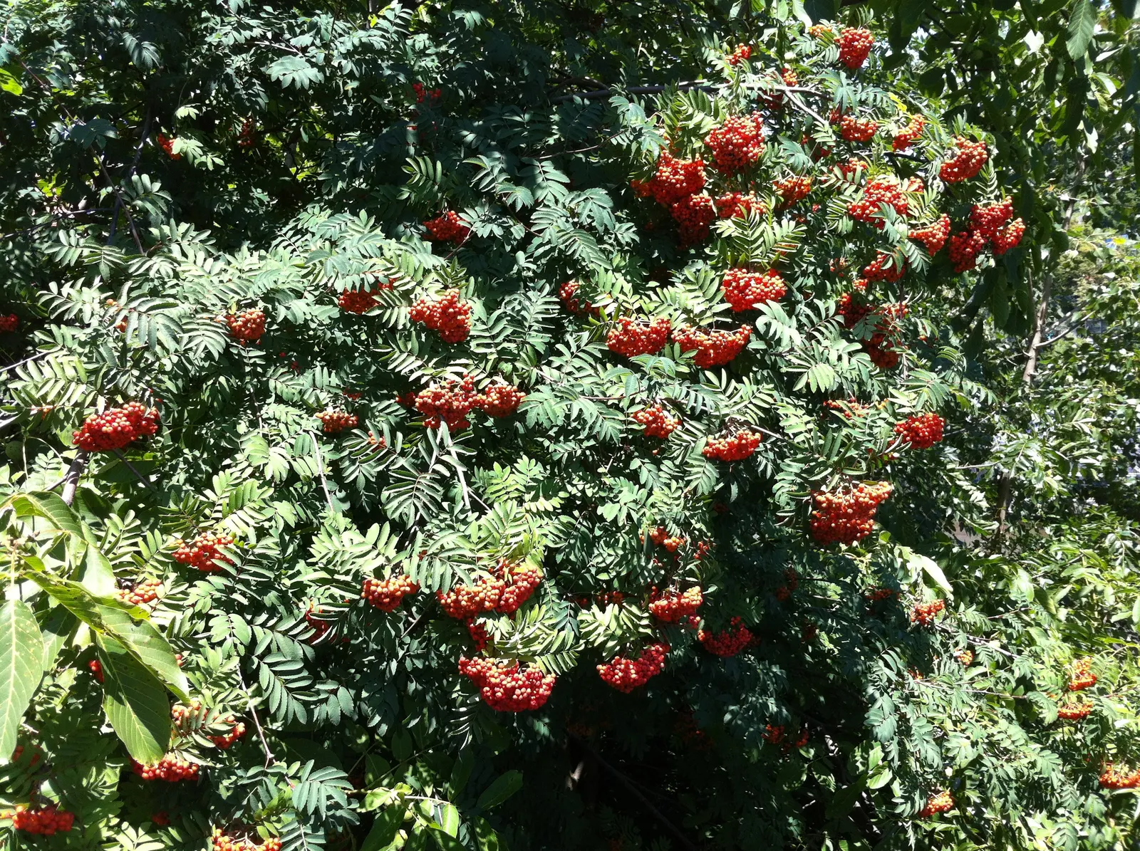 European Mountain Ash (Sorbus Aucuparia) — Its compact size and ornamental qualities make it perfect for small gardens and urban landscapes; adding, image 85