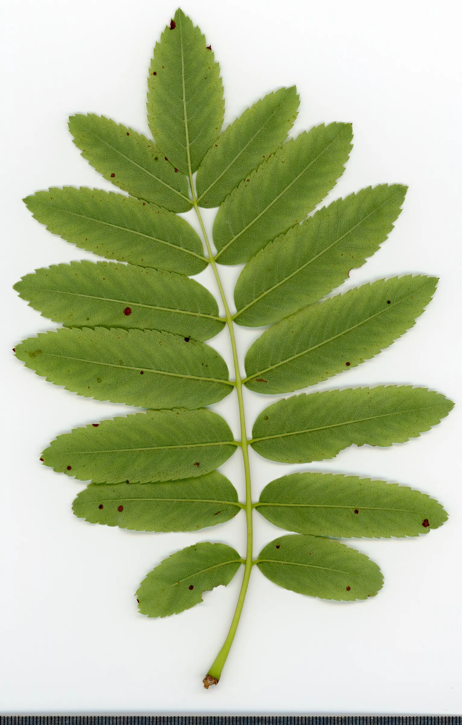 European Mountain Ash (Sorbus Aucuparia) — each approximately 6 inches across