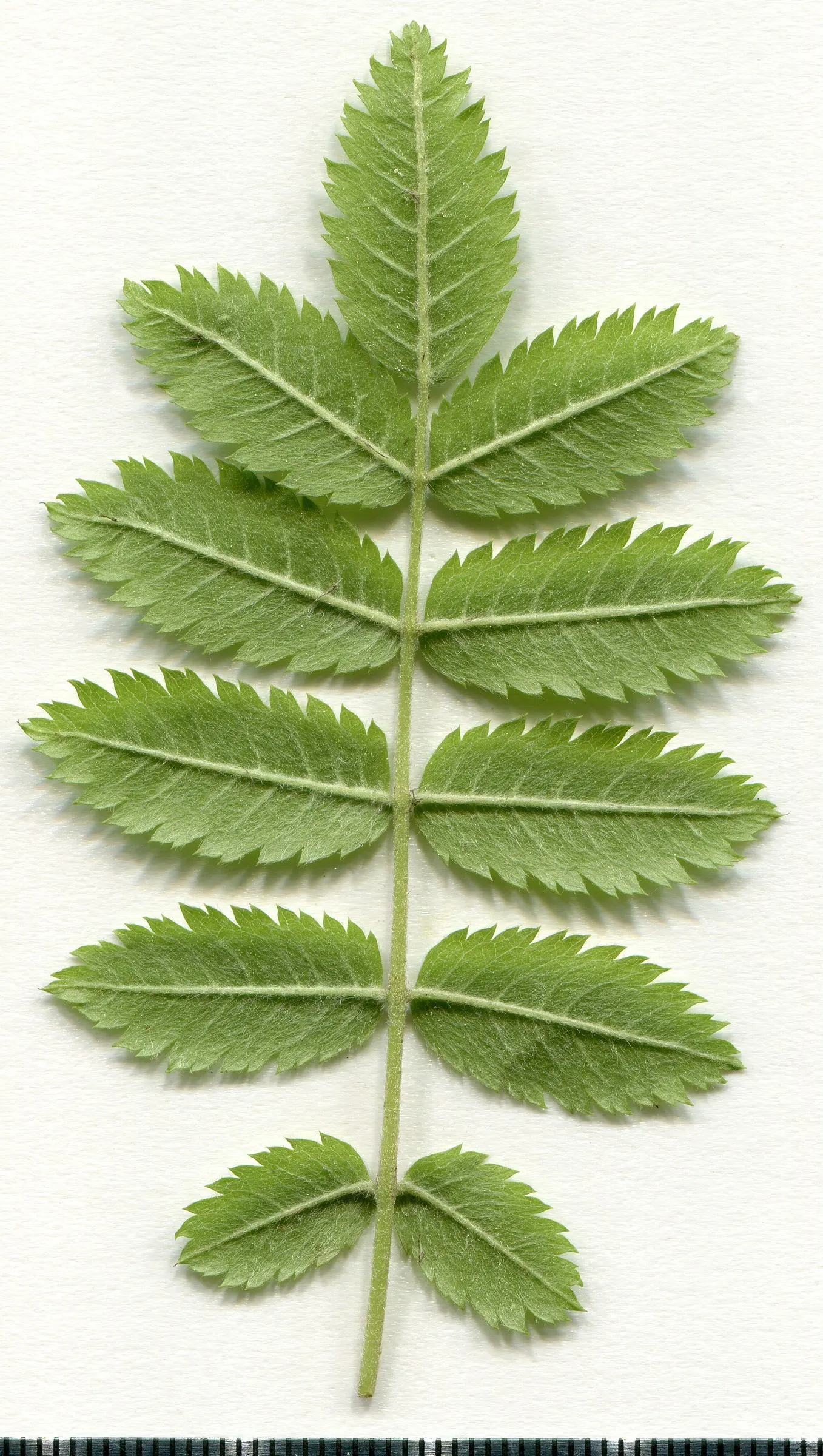 European Mountain Ash (Sorbus Aucuparia) — which persist into winter; the Mountain Ash announces the season's arrival with abundant clusters of creamy white