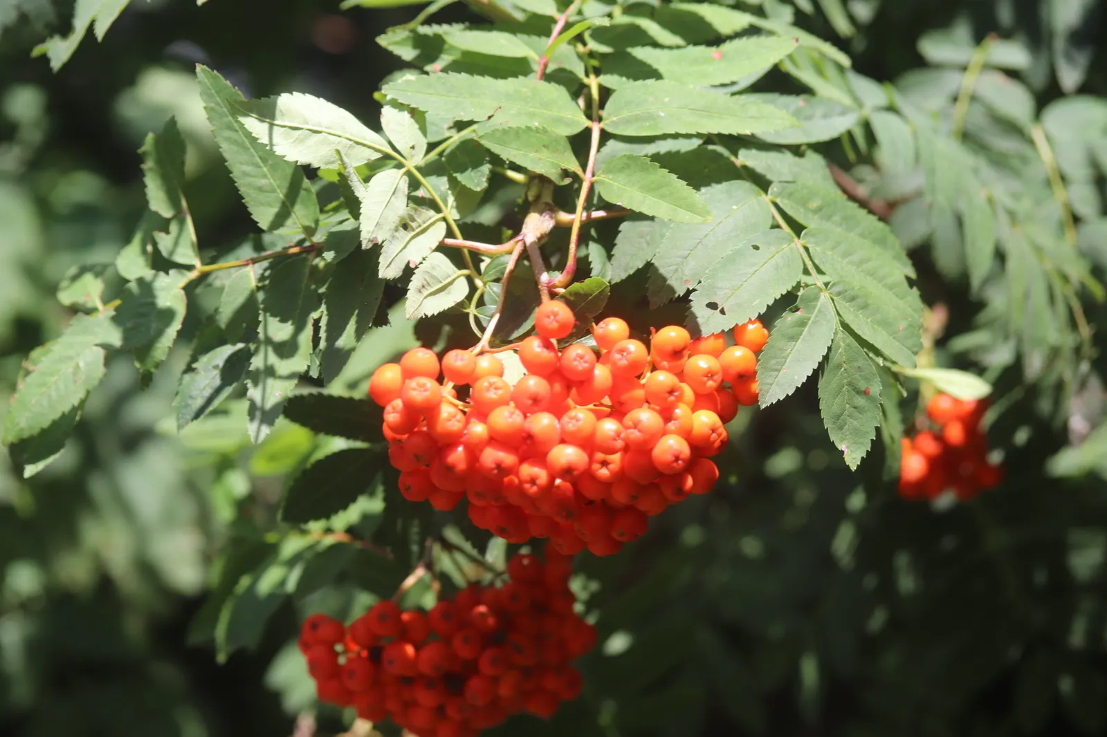 European Mountain Ash (Sorbus Aucuparia) — white flowers in the garden; complementing clusters of bright orange-red berries that attract wildlife