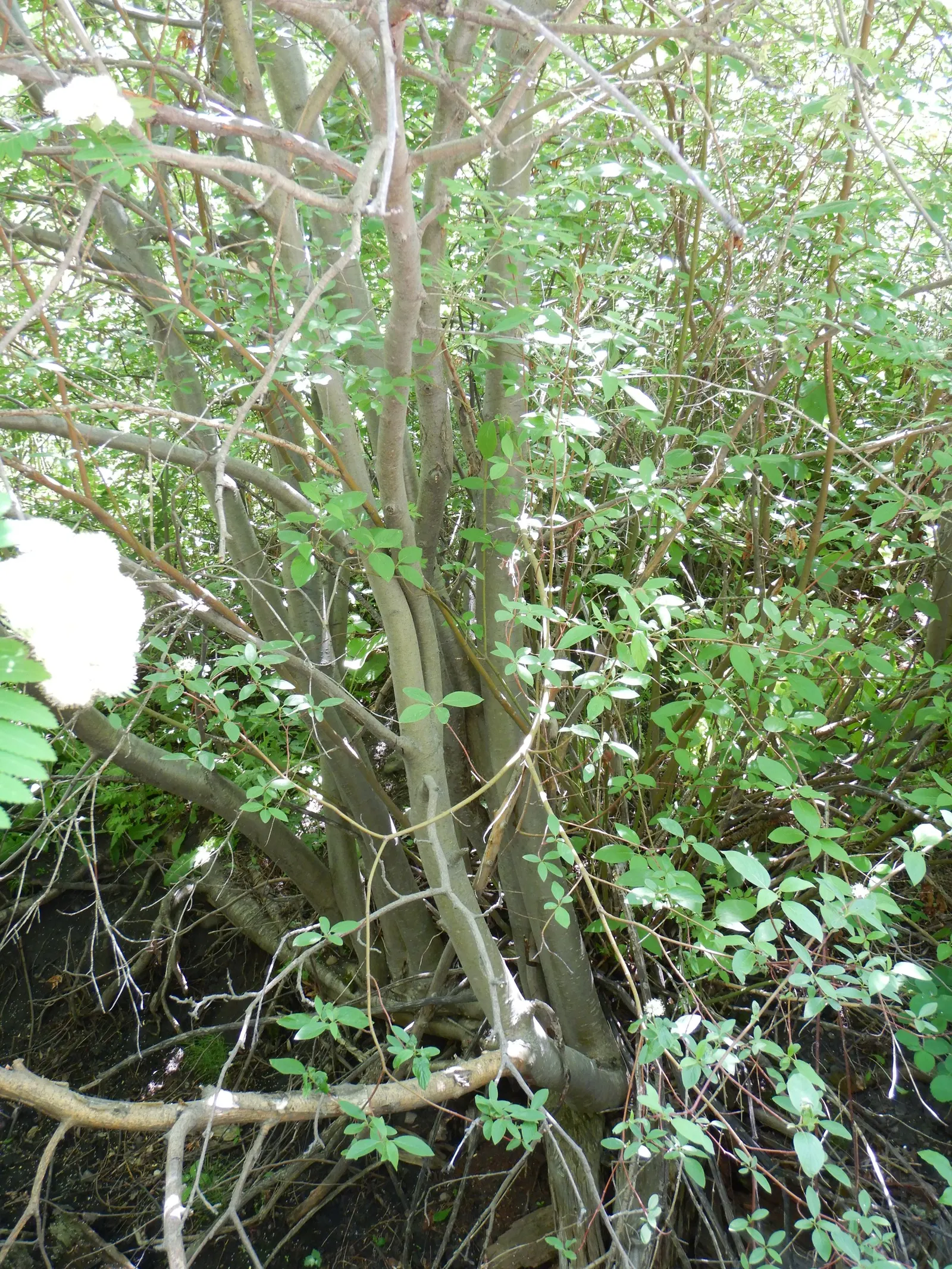European Mountain Ash (Sorbus Aucuparia) — tree for full or half; it tolerates a range of soil types, from acidic to neutral, and is relatively low, image 120