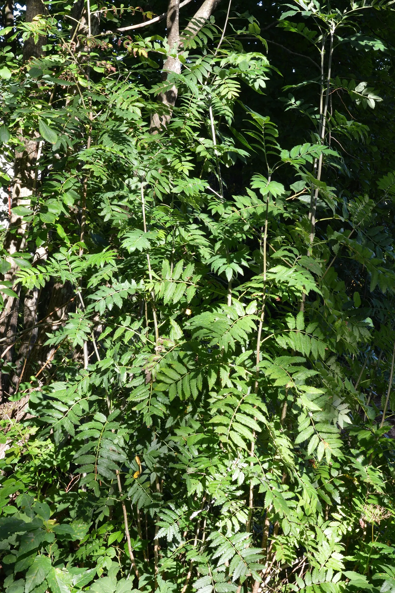 European Mountain Ash (Sorbus Aucuparia) — the tree produces vivid red berries in dense clusters; its compound leaves turn golden in fall, image 115