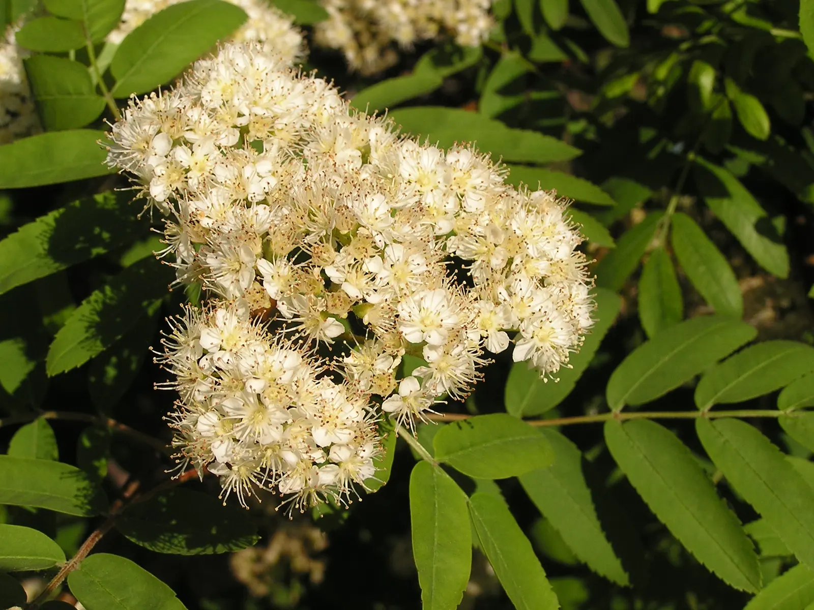 European Mountain Ash (Sorbus Aucuparia) — comprising numerous leaflets that create a fine; the foliage transforms into a spectacular display of, image 48