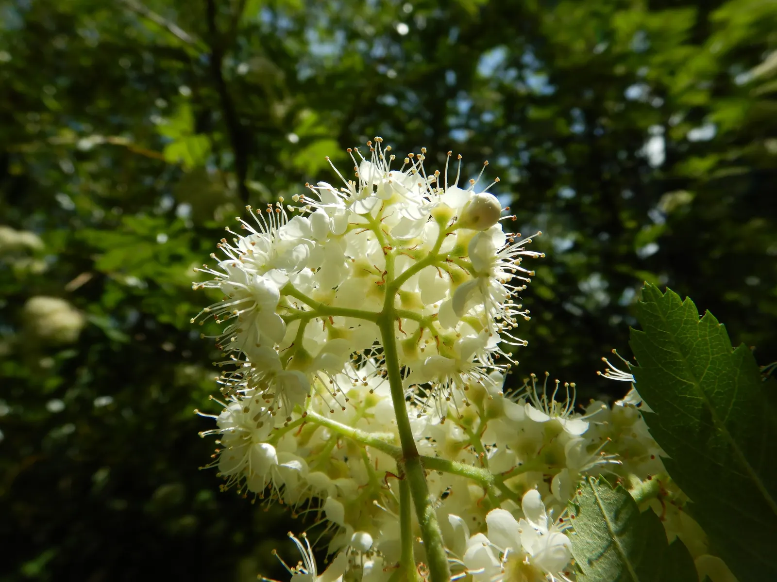 European Mountain Ash (Sorbus Aucuparia) — Ideal for zones 3-6, it thrives in well-drained soils and full sun to partial shade; its compact size and ornamental