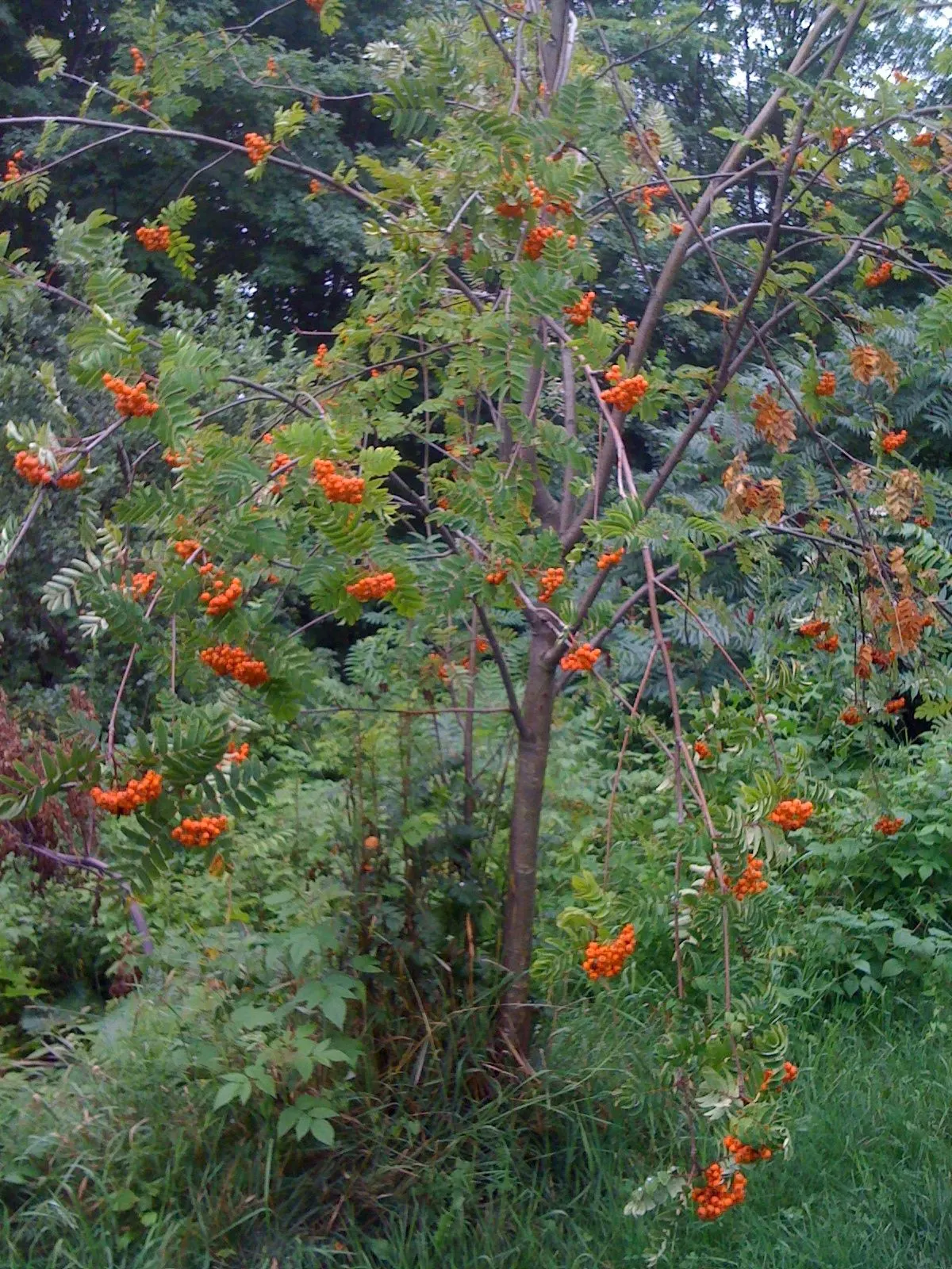 European Mountain Ash (Sorbus Aucuparia) — comprising numerous leaflets that create a fine; the foliage transforms into a spectacular display of vibrant