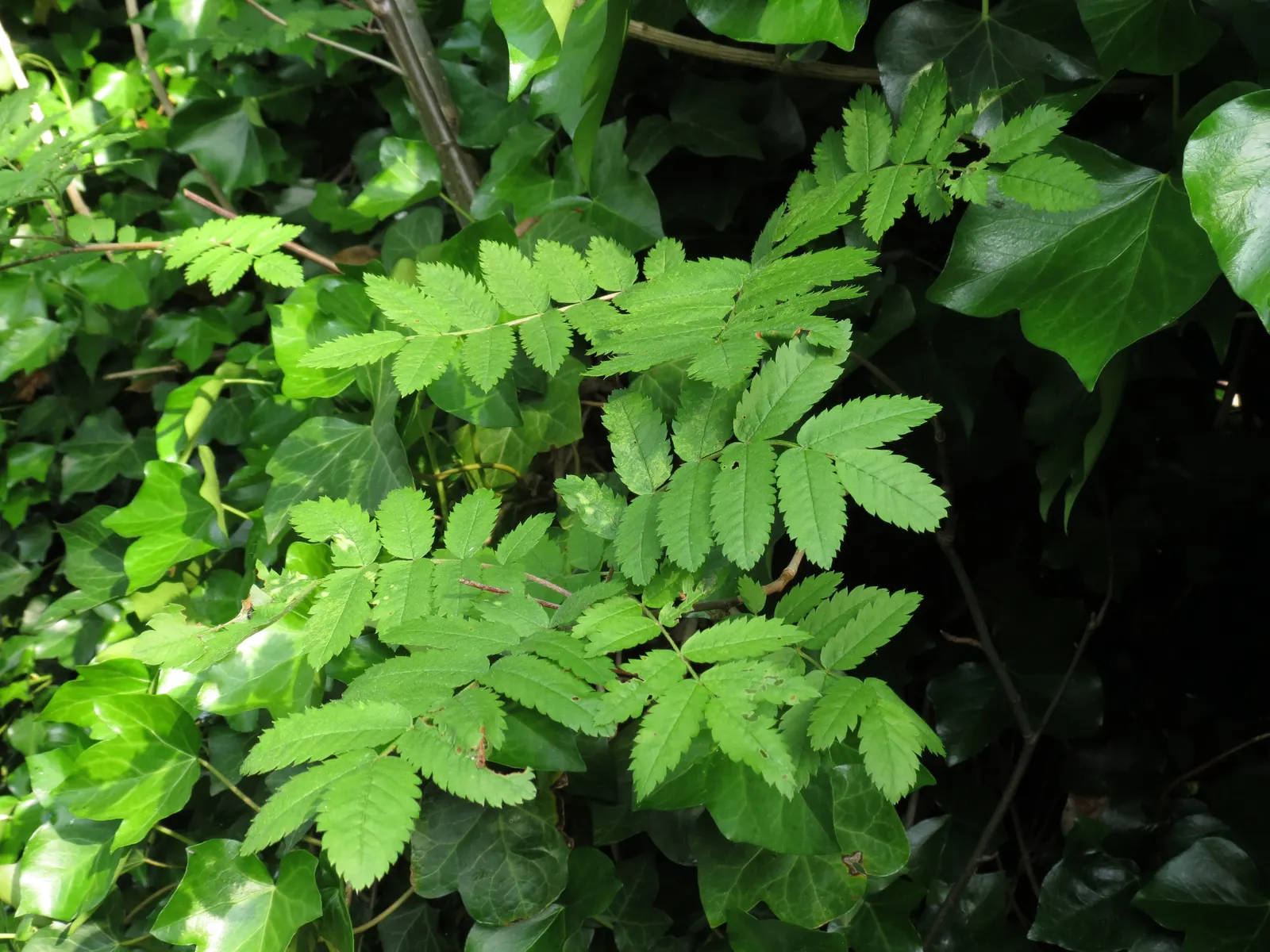 European Mountain Ash (Sorbus Aucuparia) — the foliage transforms into a spectacular display of vibrant oranges and reds; comprising numerous, image 133