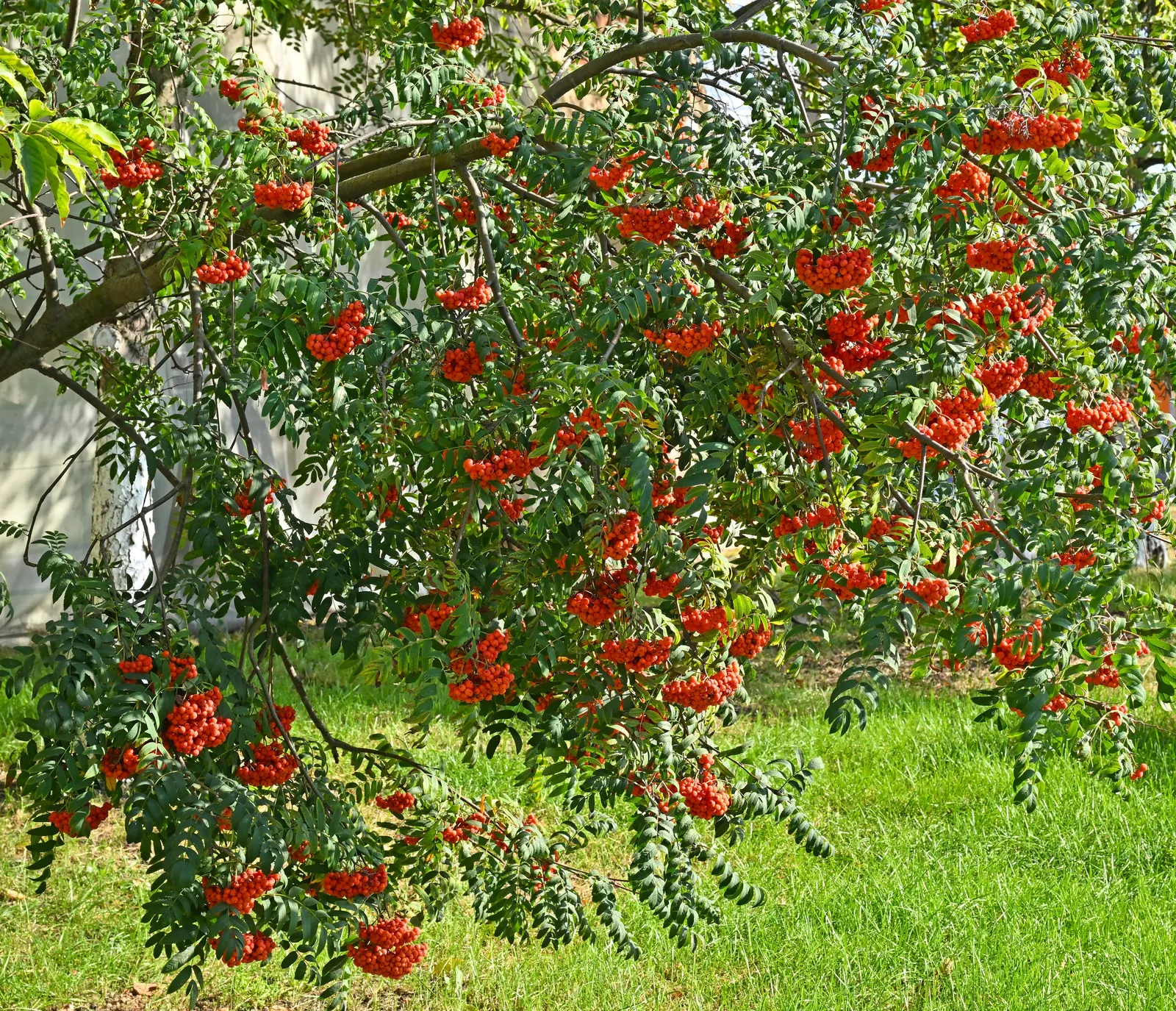 European Mountain Ash (Sorbus Aucuparia) — elegant aesthetic but are also a magnet for pollinators; a trait highly coveted by designers for, image 71