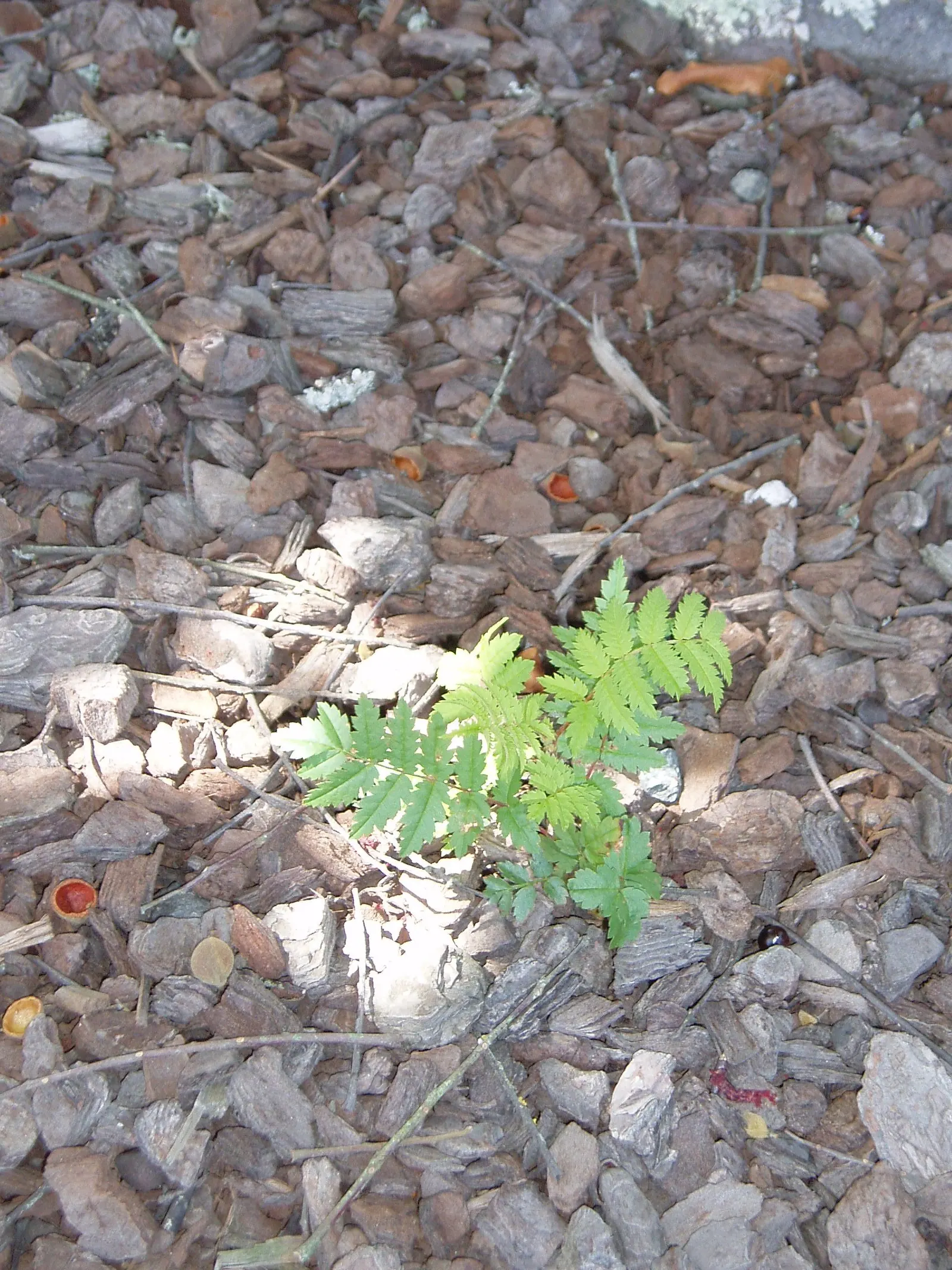 European Mountain Ash (Sorbus Aucuparia) — a trait highly coveted by designers for seasonal color; the tree produces vivid red berries in dense, image 134