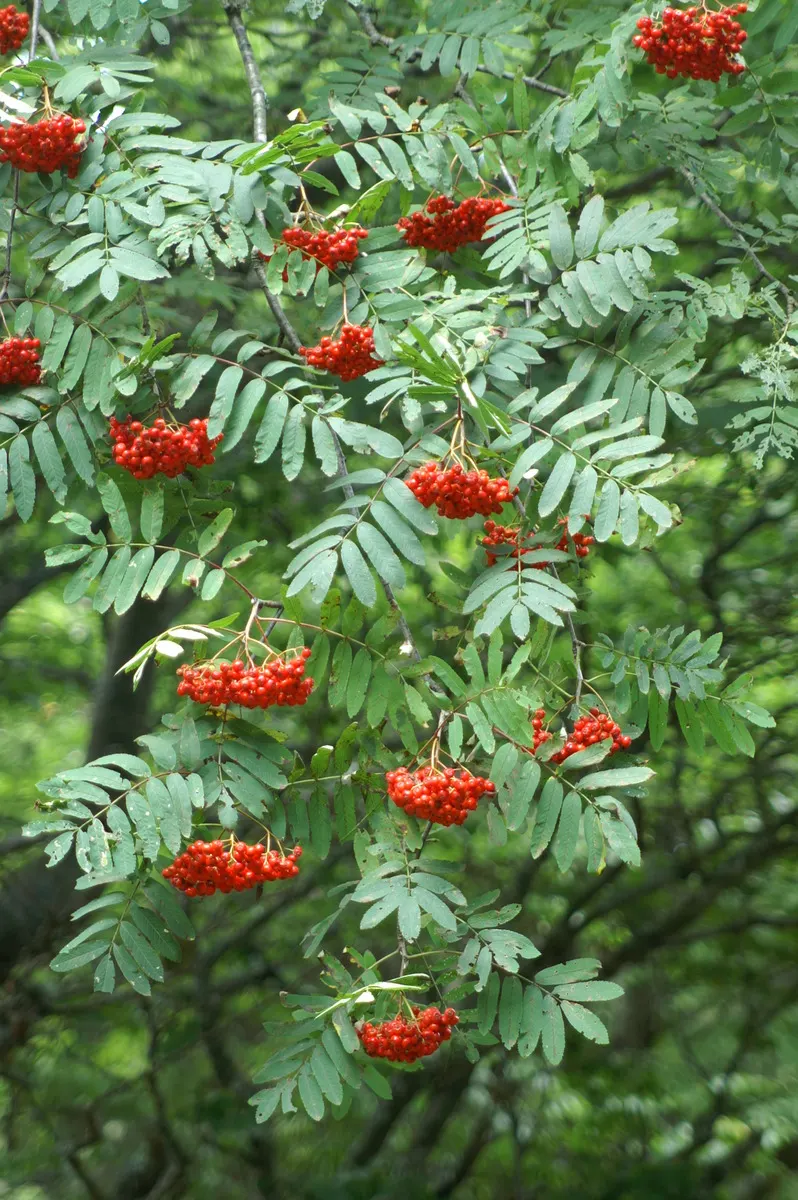 European Mountain Ash (Sorbus Aucuparia) — which persist into winter; the Mountain Ash announces the season's arrival with abundant clusters of, image 76