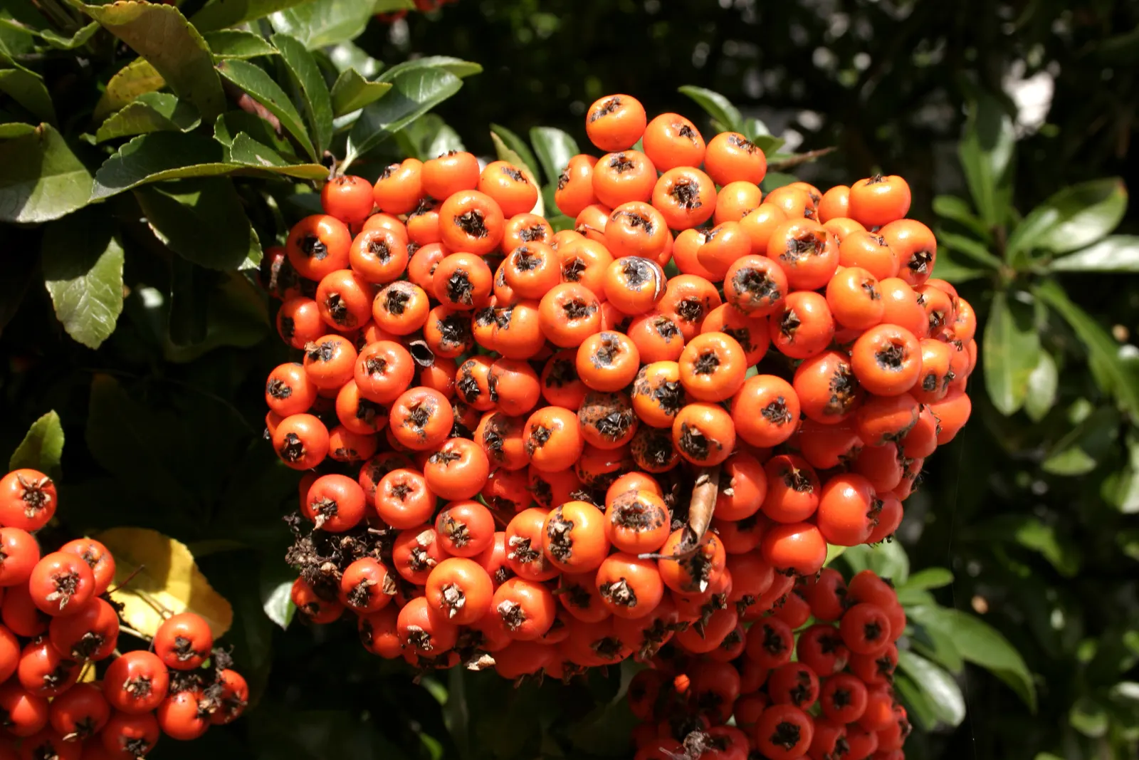 European Mountain Ash (Sorbus Aucuparia) — adding to the garden's ecological vitality.<br><br>Come autumn