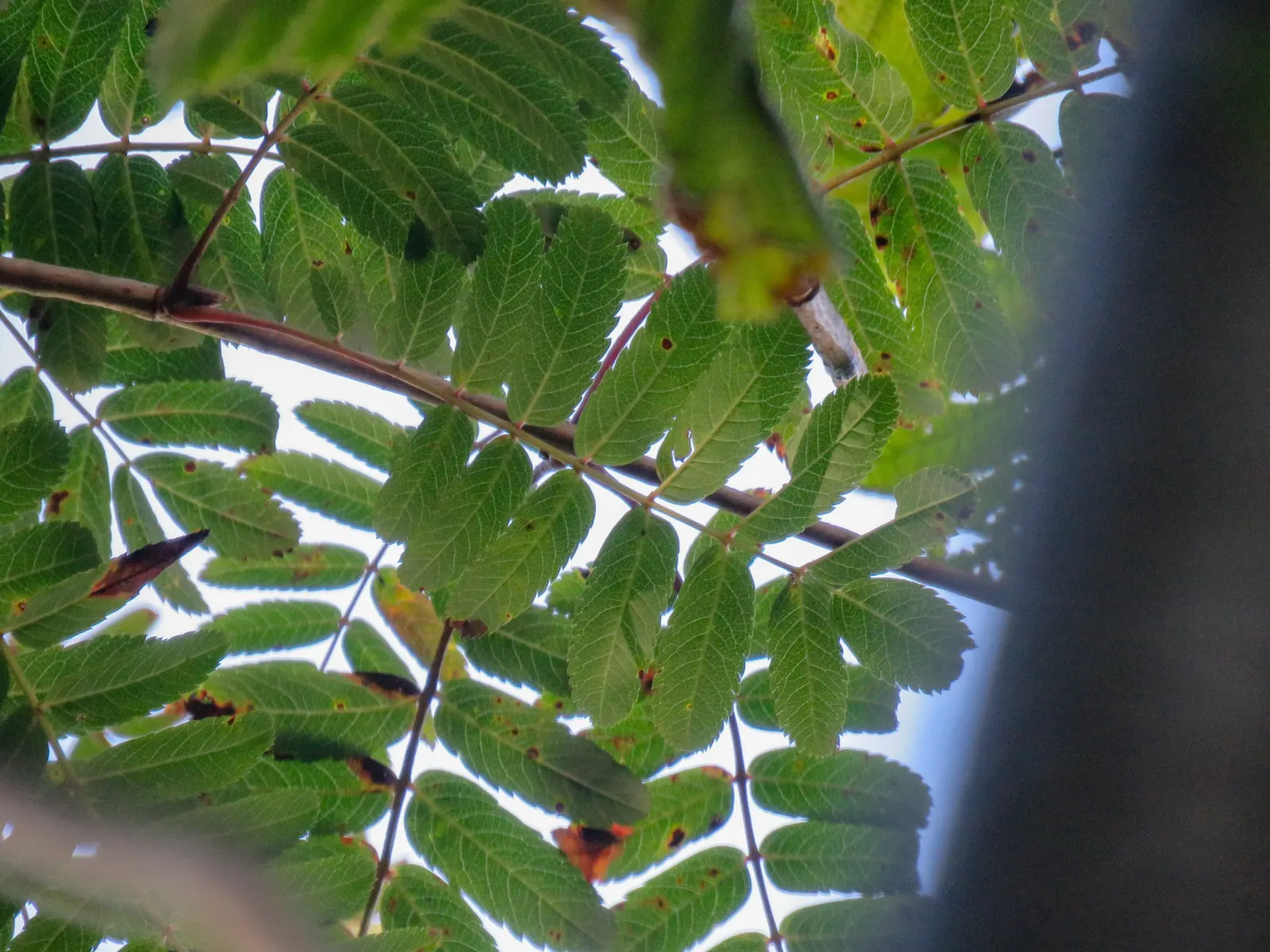 European Mountain Ash (Sorbus Aucuparia) — each approximately 6 inches across; this deciduous tree typically matures to a height of 20 to 40 feet, image 90