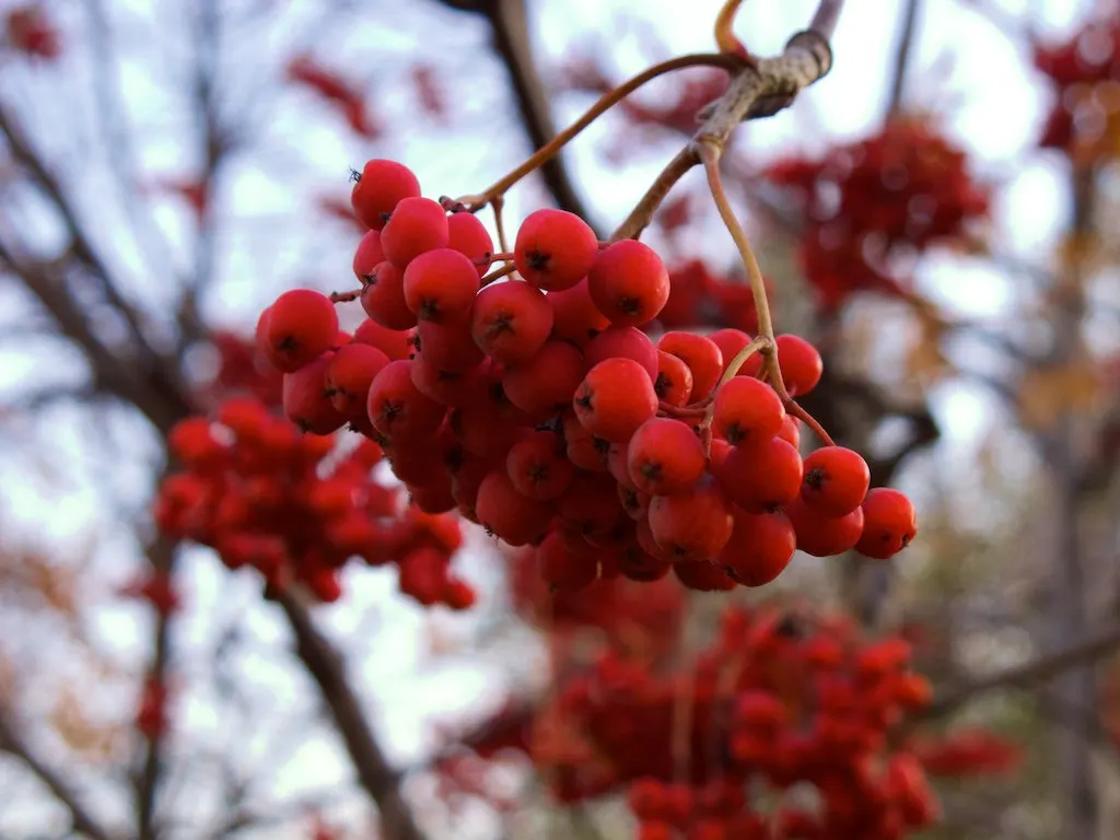 European Mountain Ash (Sorbus Aucuparia) — the foliage transforms into a spectacular display of vibrant oranges and reds; comprising numerous, image 93