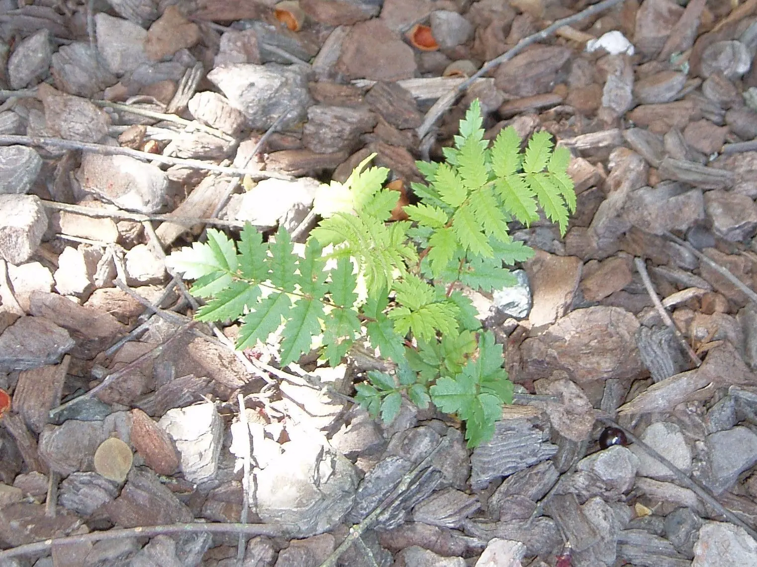 European Mountain Ash (Sorbus Aucuparia) — commonly graces landscapes with its stately presence and striking seasonal transformations