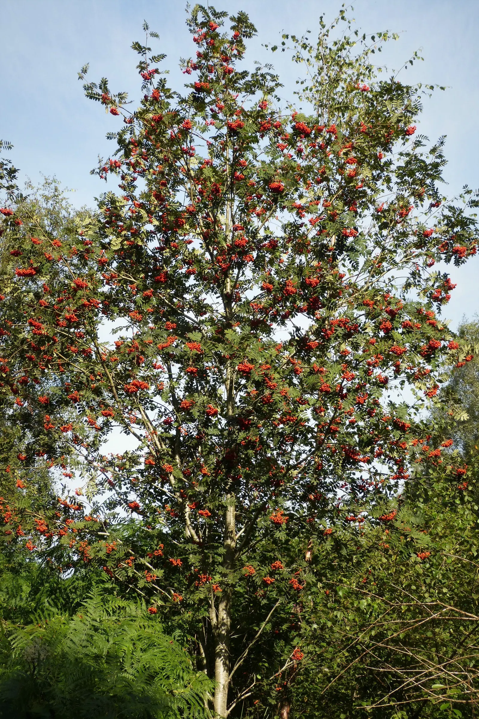 European Mountain Ash (Sorbus Aucuparia) — Its compact size and ornamental qualities make it perfect for small gardens and urban landscapes; adding, image 45