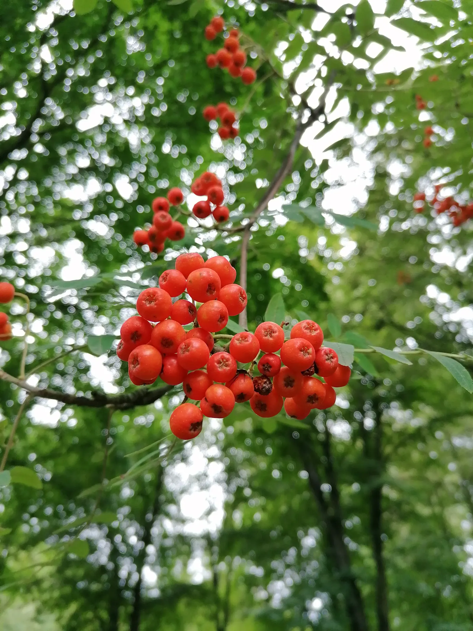 European Mountain Ash (Sorbus Aucuparia) — is a resilient deciduous tree reaching heights of 30-40 ft; ideal for zones 3-6, it thrives in, image 81