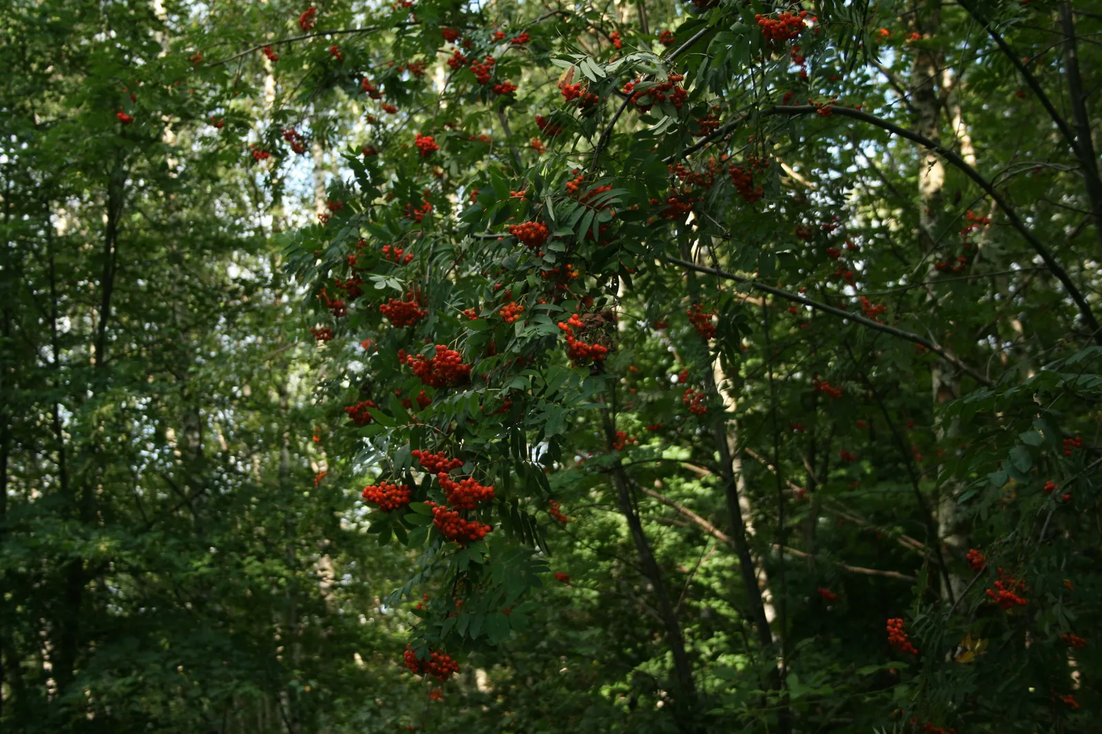 European Mountain Ash (Sorbus Aucuparia) — It tolerates a range of soil types, from acidic to neutral, and is relatively low maintenance once, image 57