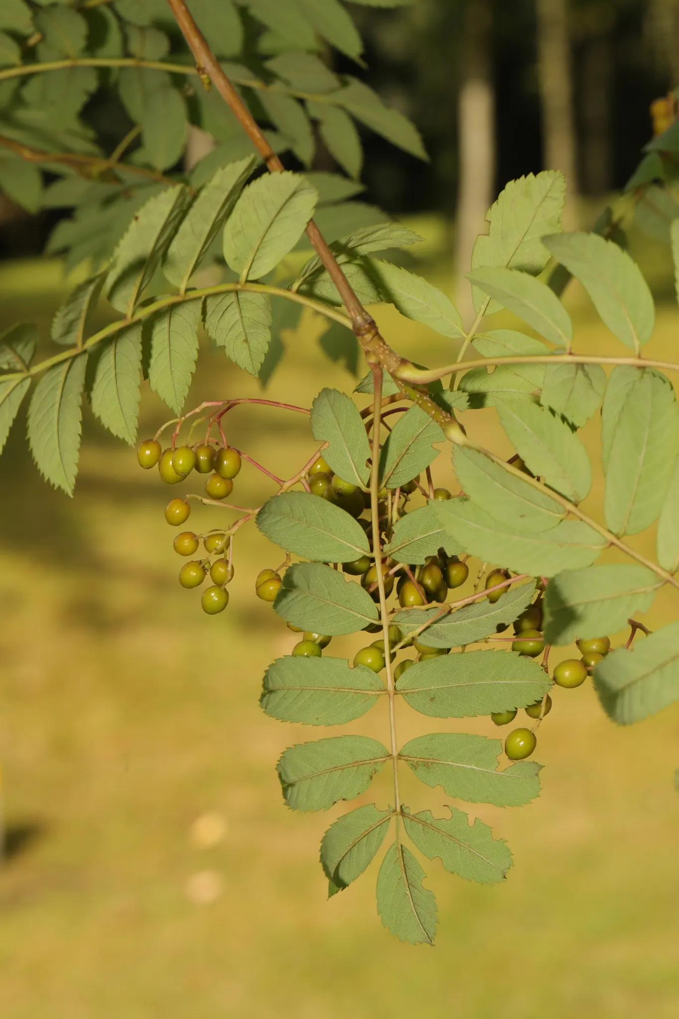 European Mountain Ash (Sorbus Aucuparia) — which persist into winter