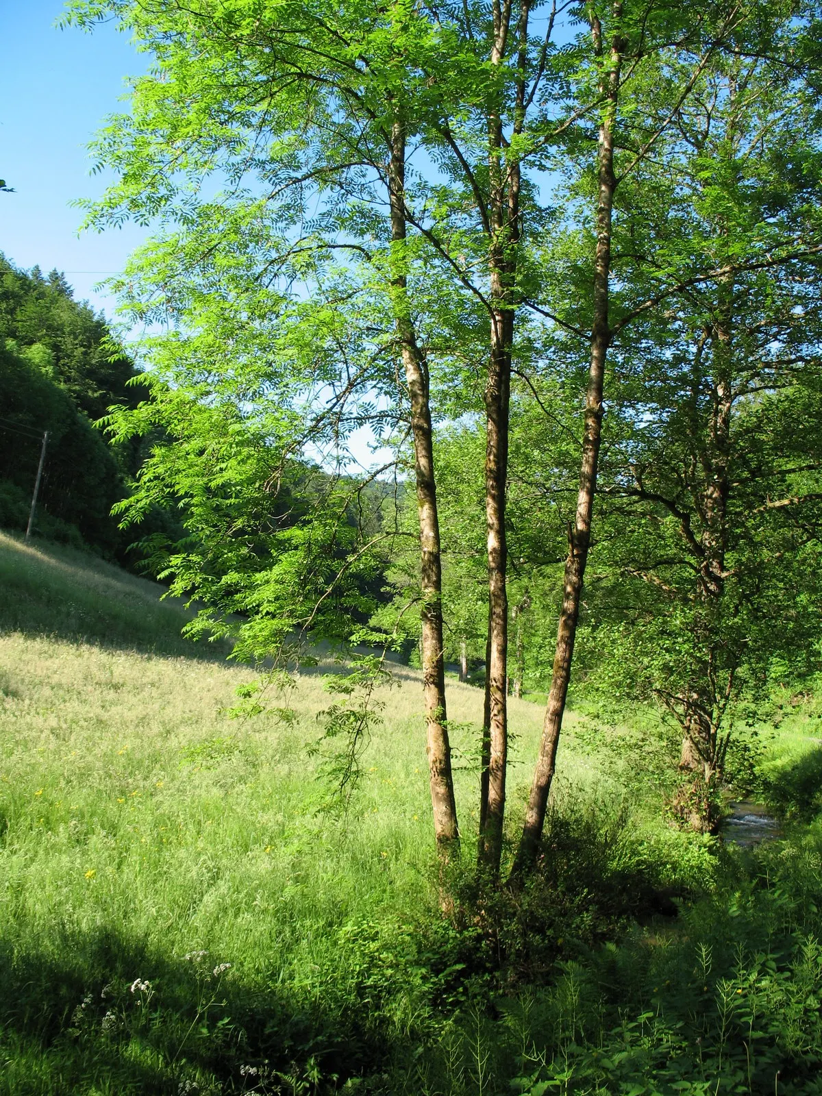 European Mountain Ash (Sorbus Aucuparia) — a trait highly coveted by designers for seasonal color; the tree produces vivid red berries in dense clusters