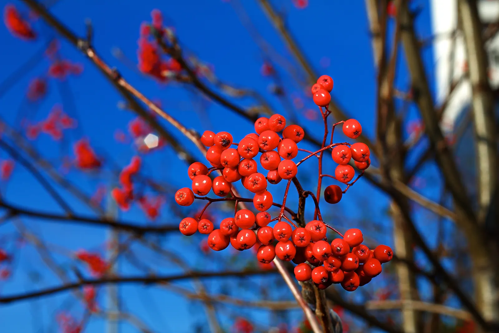 European Mountain Ash (Sorbus Aucuparia) — the Mountain Ash announces the season's arrival with abundant clusters of creamy white flowers; tree for, image 109