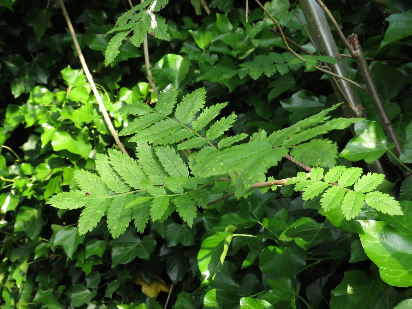 European Mountain Ash (Sorbus Aucuparia) — tree with white blooms; each approximately 6 inches across, image 119