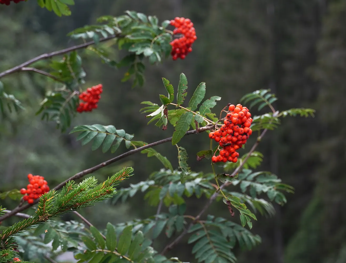 European Mountain Ash (Sorbus Aucuparia) — It tolerates a range of soil types, from acidic to neutral, and is relatively low maintenance once, image 97