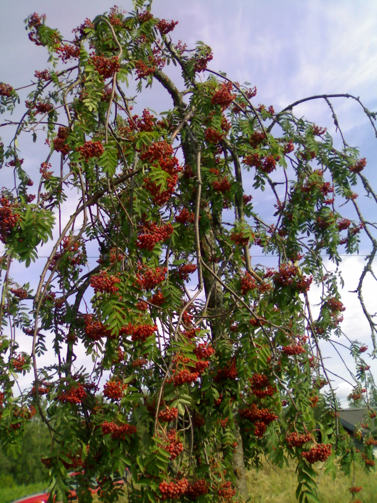 European Mountain Ash (Sorbus Aucuparia) — Its compact size and ornamental qualities make it perfect for small gardens and urban landscapes