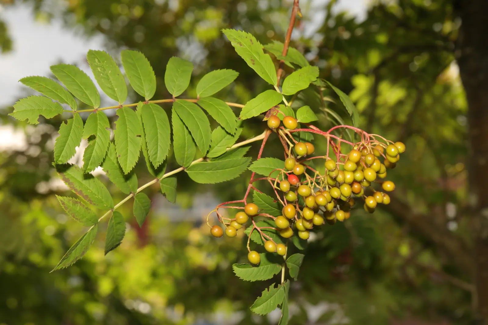 European Mountain Ash (Sorbus Aucuparia) — commonly graces landscapes with its stately presence and striking seasonal transformations; tree with white blooms