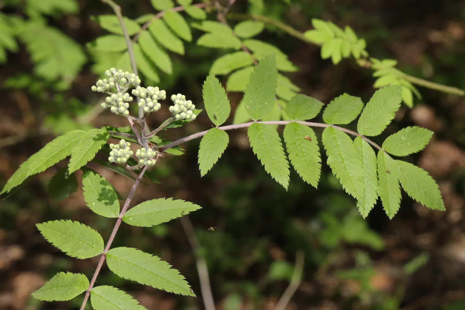 European Mountain Ash (Sorbus Aucuparia) — tree for full or half; it tolerates a range of soil types, from acidic to neutral, and is relatively low maintenance