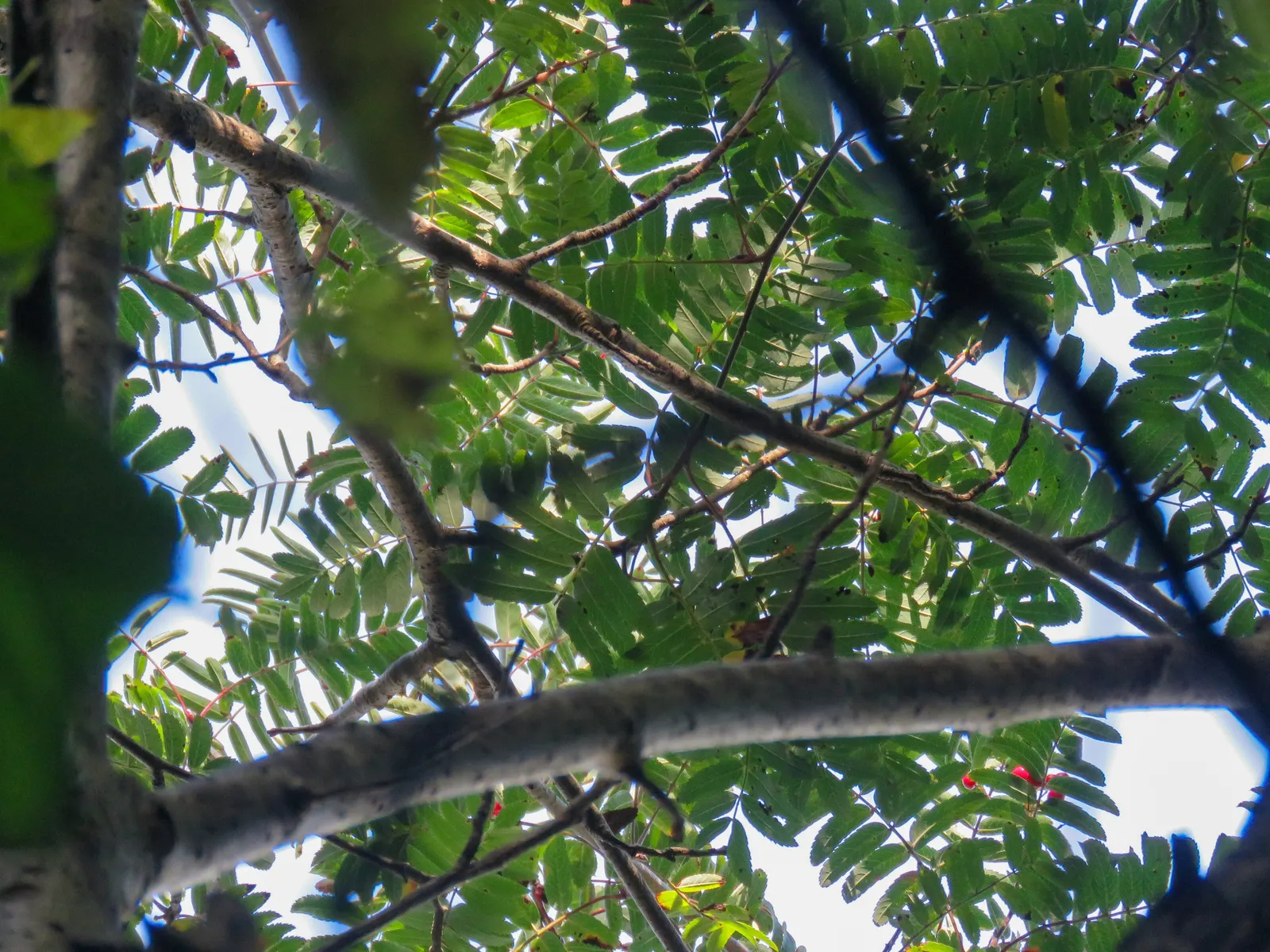 European Mountain Ash (Sorbus Aucuparia) — white flowers in the garden; complementing clusters of bright orange-red berries that attract wildlife, image 58