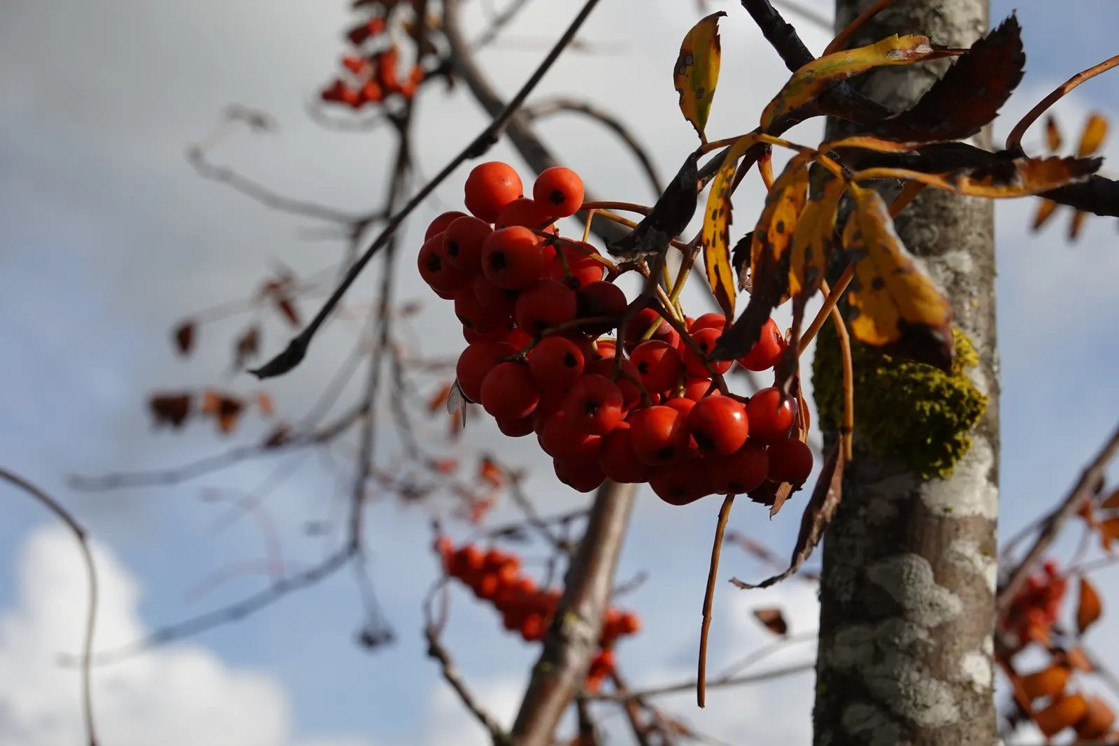 European Mountain Ash (Sorbus Aucuparia) — elegant aesthetic but are also a magnet for pollinators; a trait highly coveted by designers for, image 91