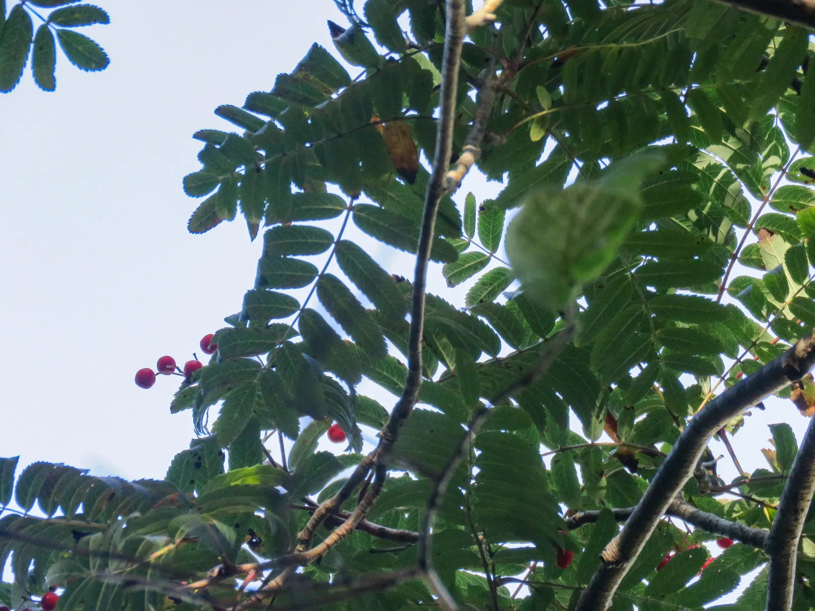 European Mountain Ash (Sorbus Aucuparia) — Ideal for zones 3-6, it thrives in well-drained soils and full sun to partial shade