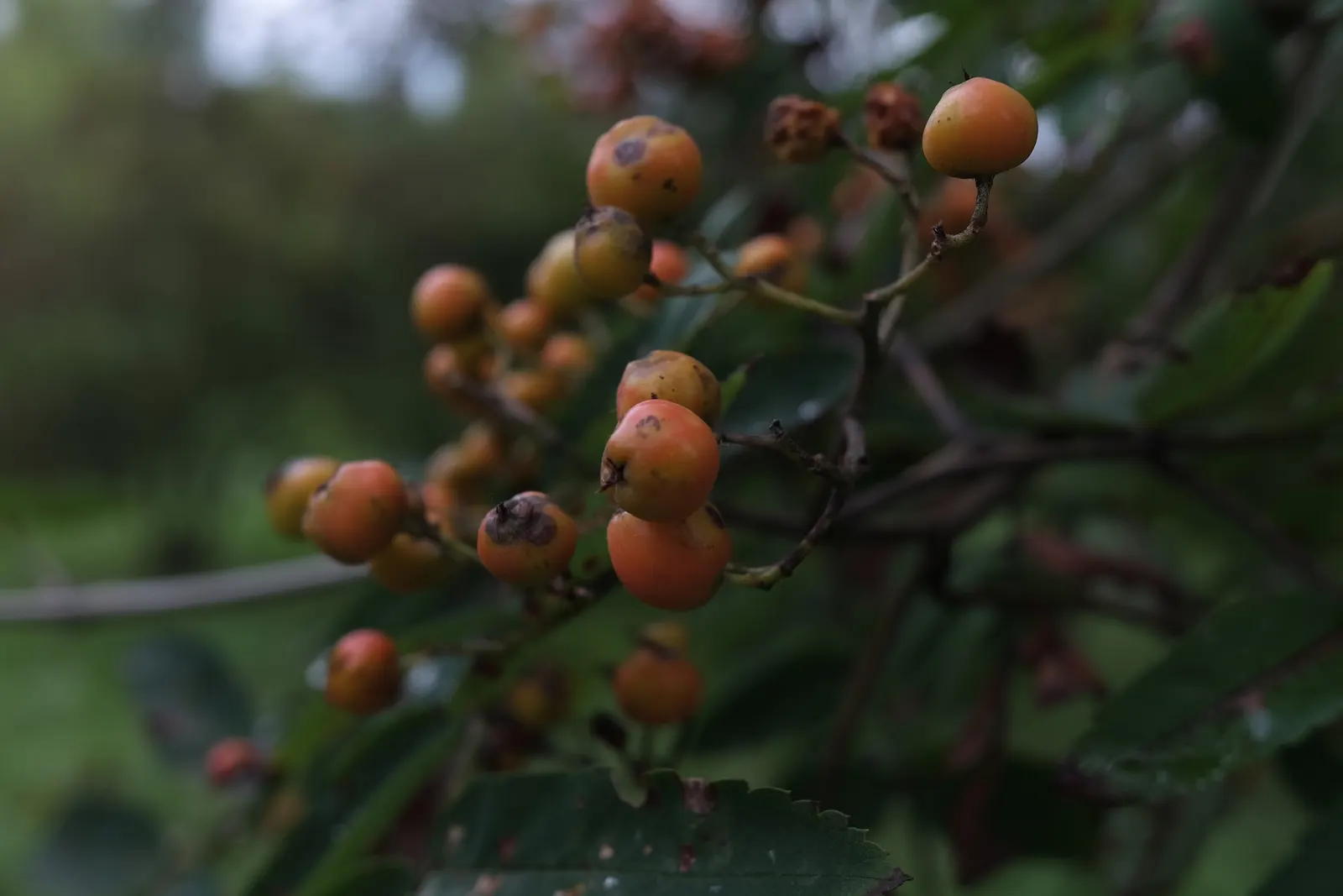 European Mountain Ash (Sorbus Aucuparia) — It tolerates a range of soil types, from acidic to neutral, and is relatively low maintenance once, image 137