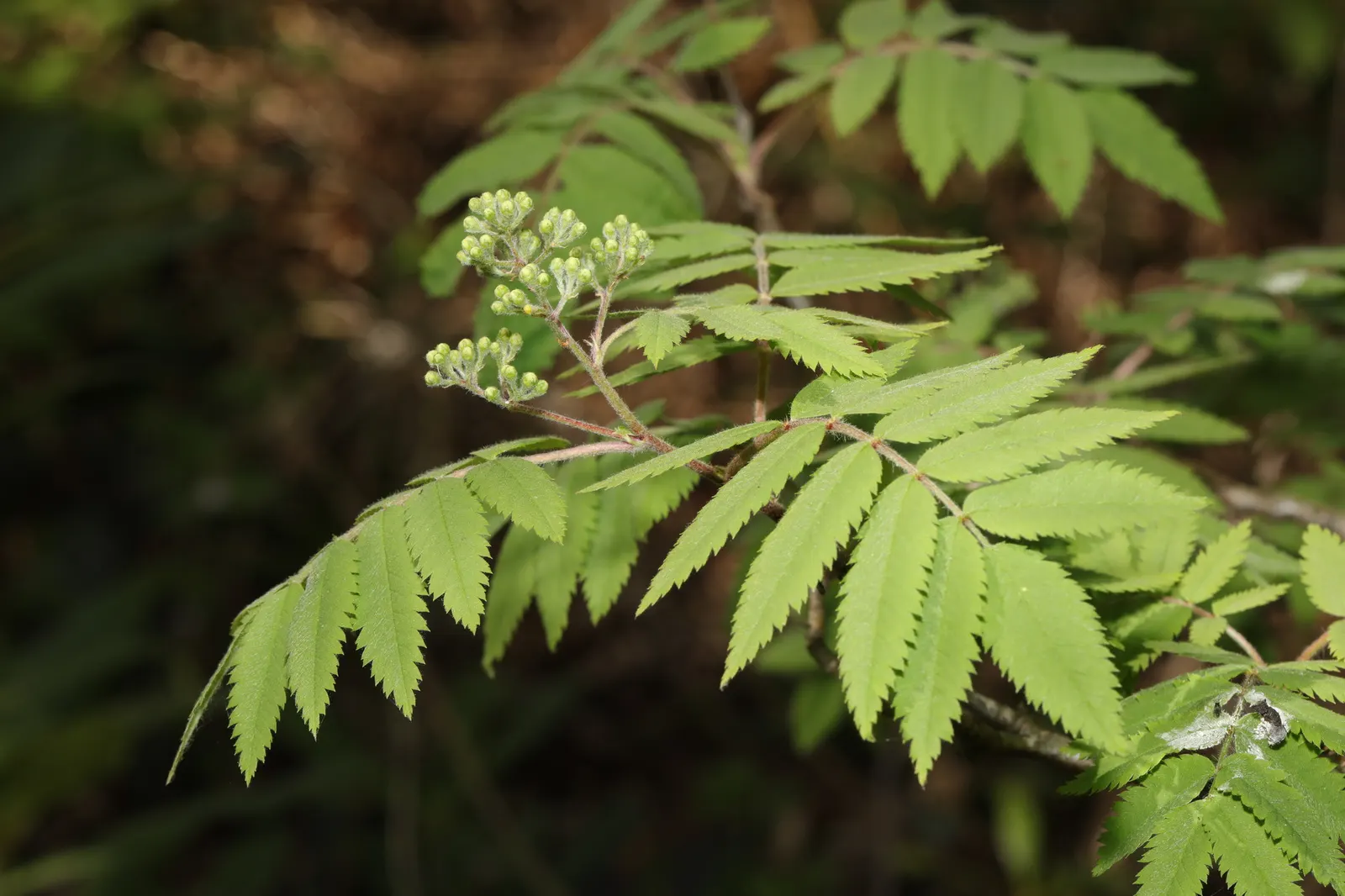 European Mountain Ash (Sorbus Aucuparia) — Ideal for zones 3-6, it thrives in well-drained soils and full sun to partial shade; its compact size, image 44