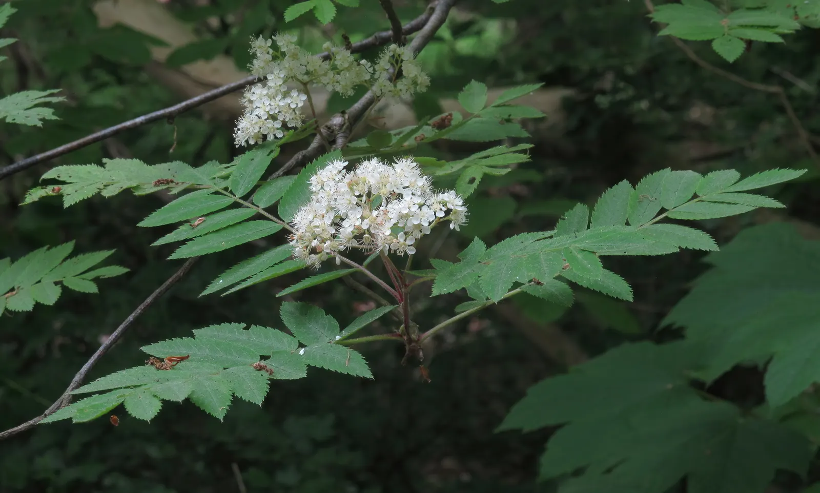European Mountain Ash (Sorbus Aucuparia) — the Mountain Ash announces the season's arrival with abundant clusters of creamy white flowers; tree for, image 69