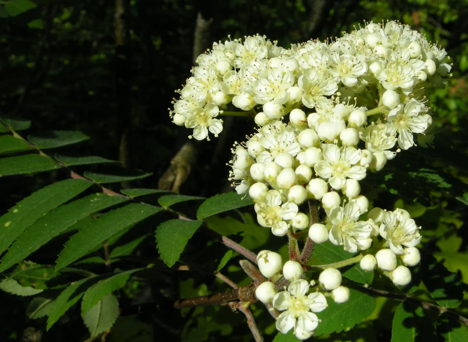 European Mountain Ash (Sorbus Aucuparia) — the Mountain Ash announces the season's arrival with abundant clusters of creamy white flowers; tree for, image 89