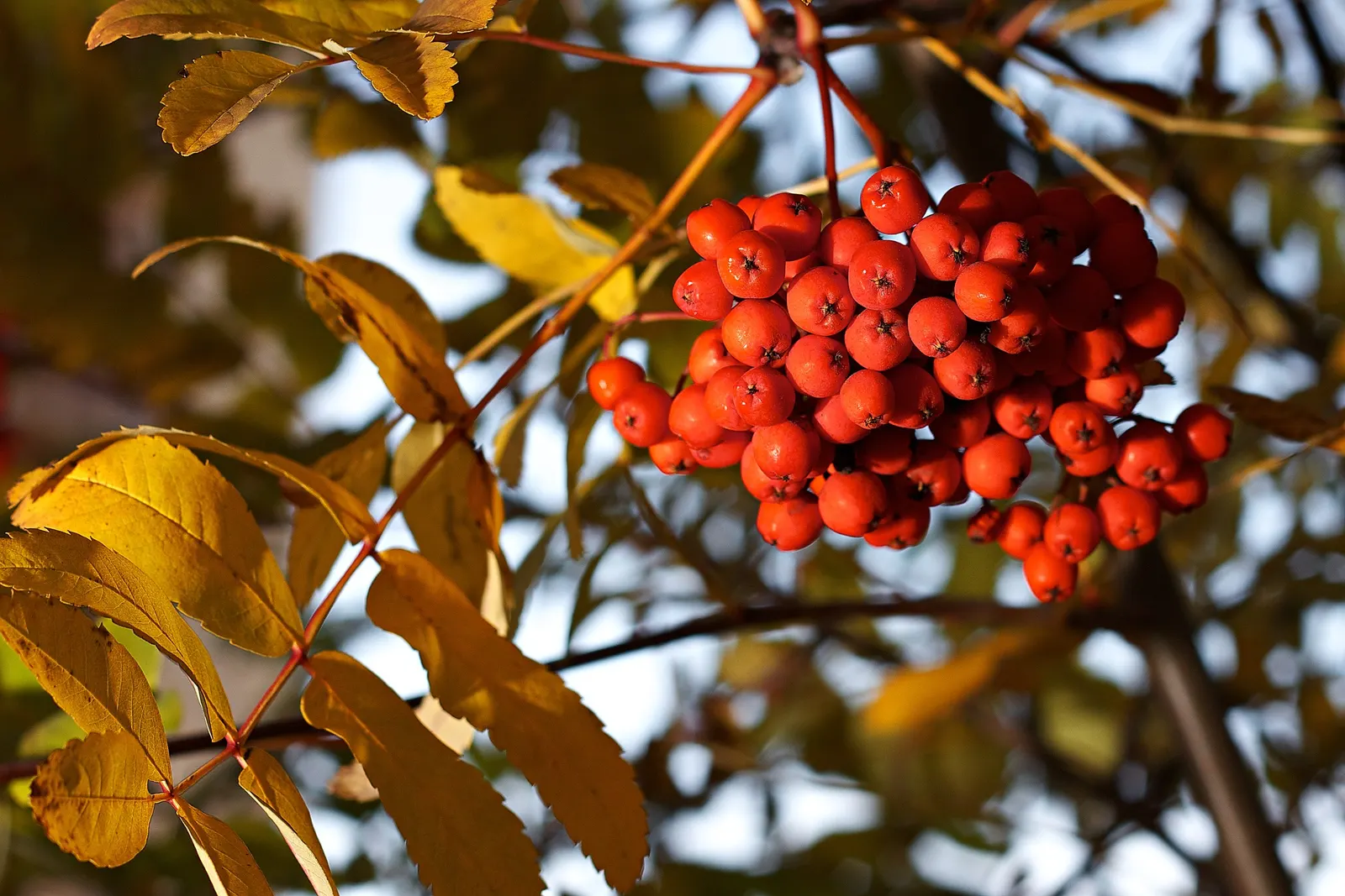 European Mountain Ash (Sorbus Aucuparia) — Its compact size and ornamental qualities make it perfect for small gardens and urban landscapes; adding, image 125