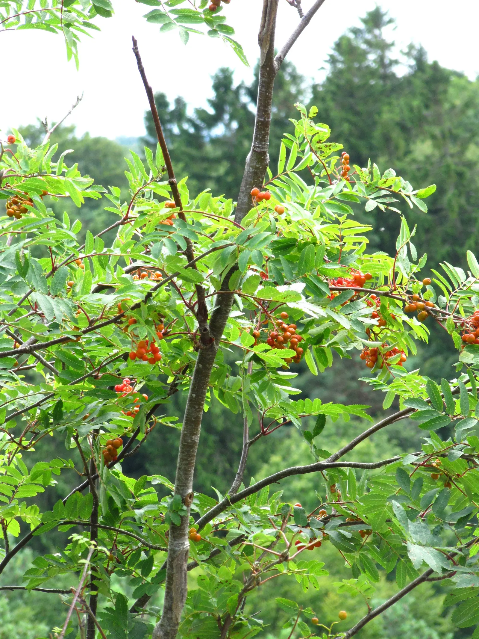 European Mountain Ash (Sorbus Aucuparia) — adding to the garden's ecological vitality.<br><br>Come autumn; is a resilient deciduous tree reaching, image 72