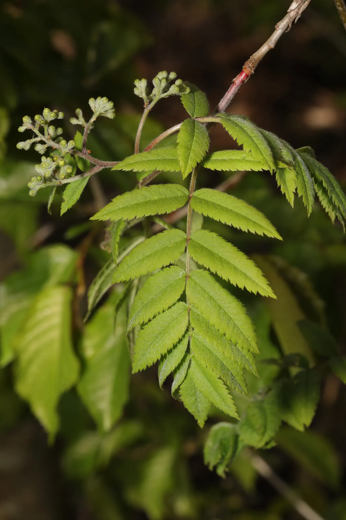 European Mountain Ash (Sorbus Aucuparia) — Ideal for zones 3-6, it thrives in well-drained soils and full sun to partial shade; its compact size, image 84
