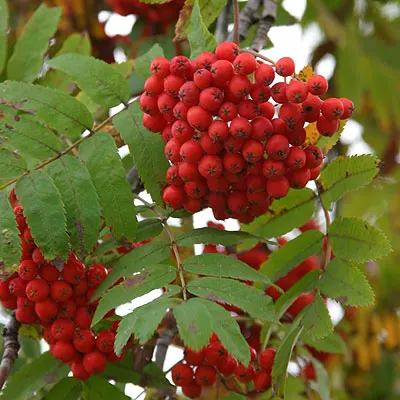 European Mountain Ash (Sorbus Aucuparia) — complementing clusters of bright orange-red berries that attract wildlife