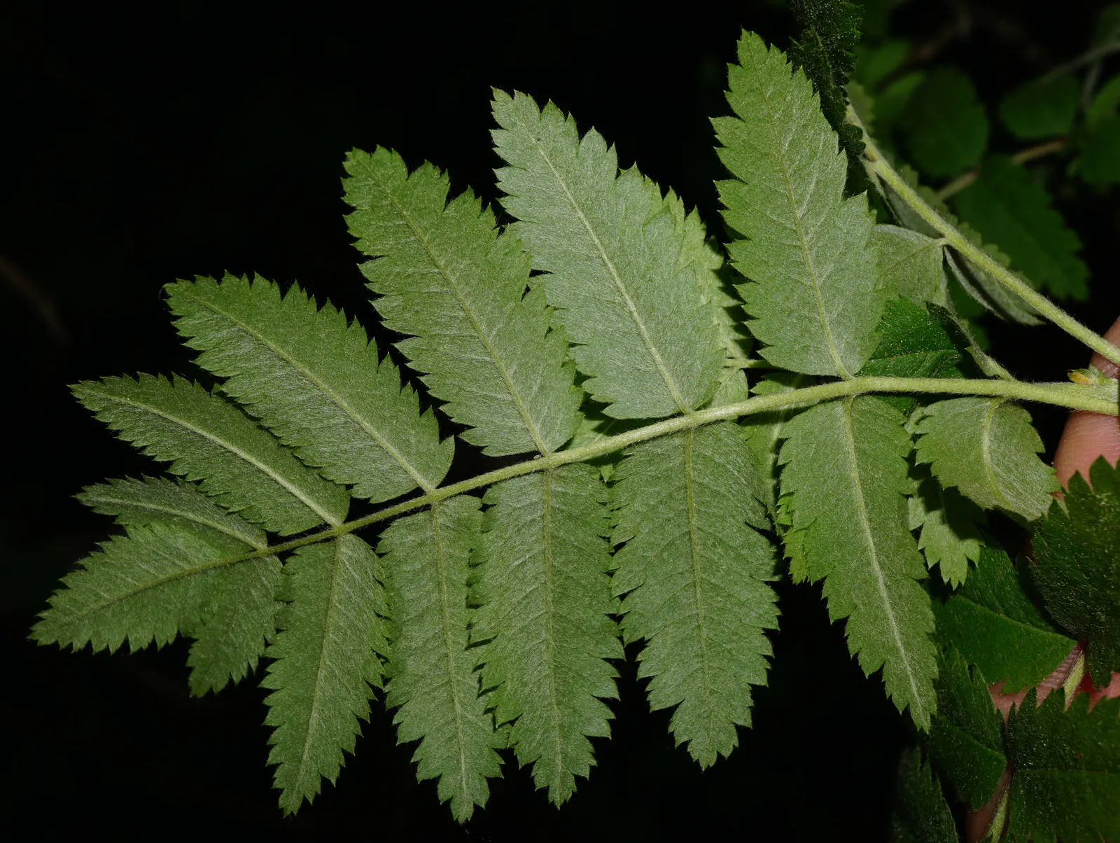 European Mountain Ash (Sorbus Aucuparia) — the Mountain Ash announces the season's arrival with abundant clusters of creamy white flowers; tree for, image 129