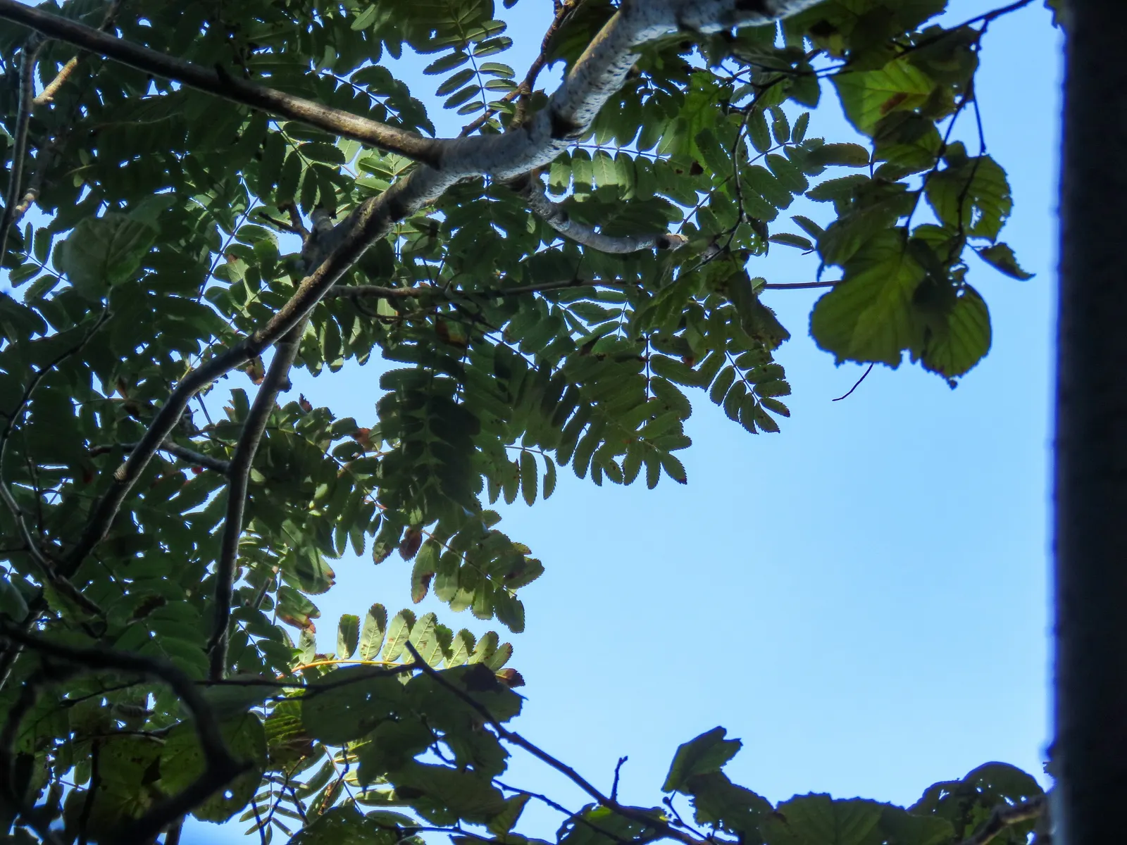 European Mountain Ash (Sorbus Aucuparia) — Its compact size and ornamental qualities make it perfect for small gardens and urban landscapes; adding, image 65