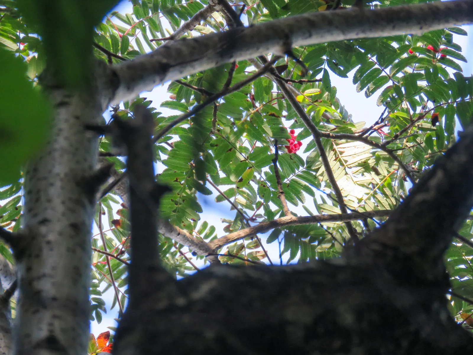 European Mountain Ash (Sorbus Aucuparia) — It tolerates a range of soil types, from acidic to neutral, and is relatively low maintenance once, image 77